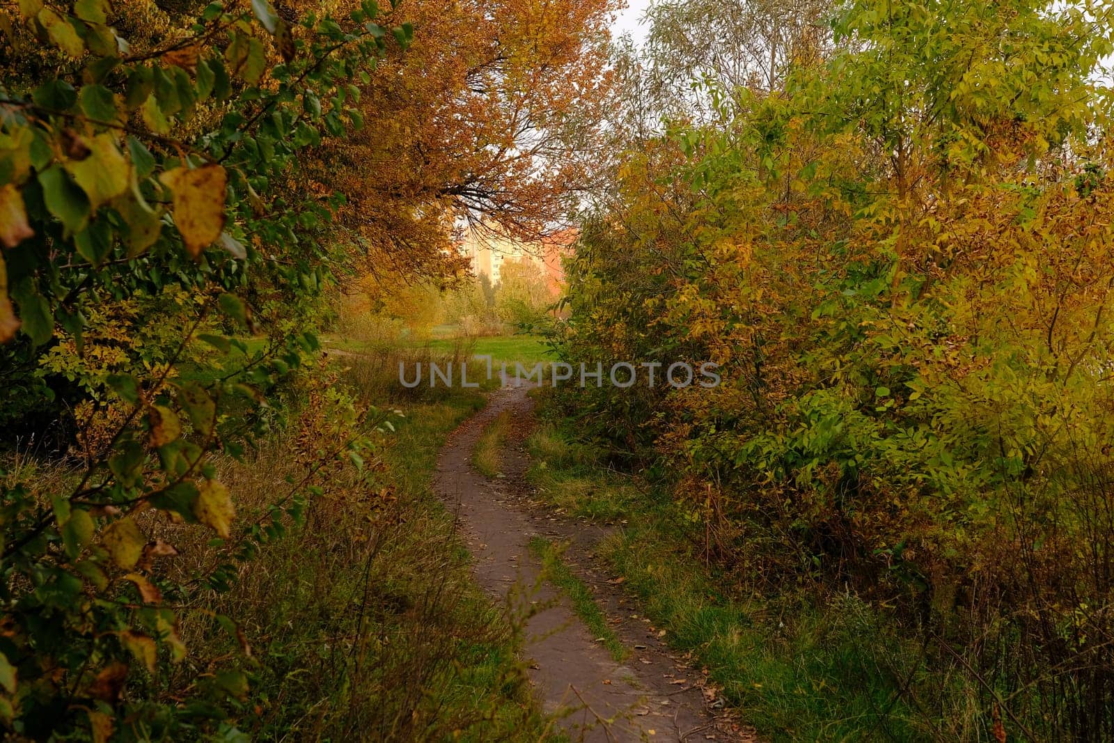 Colorful trees with pathway in autumn landscape in deep forest. The autumn colors in the forest create a magnificent view. autumn view in nature