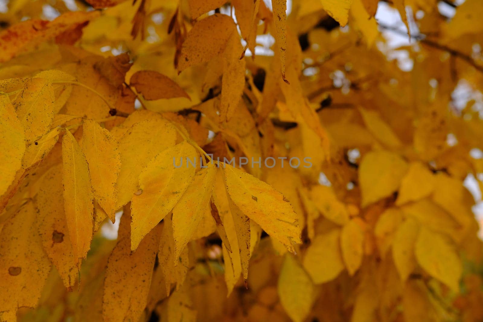 Beautiful golden leaves in autumn. Bright fall colours. The blue sky shines through the branches of trees with yellow leaves