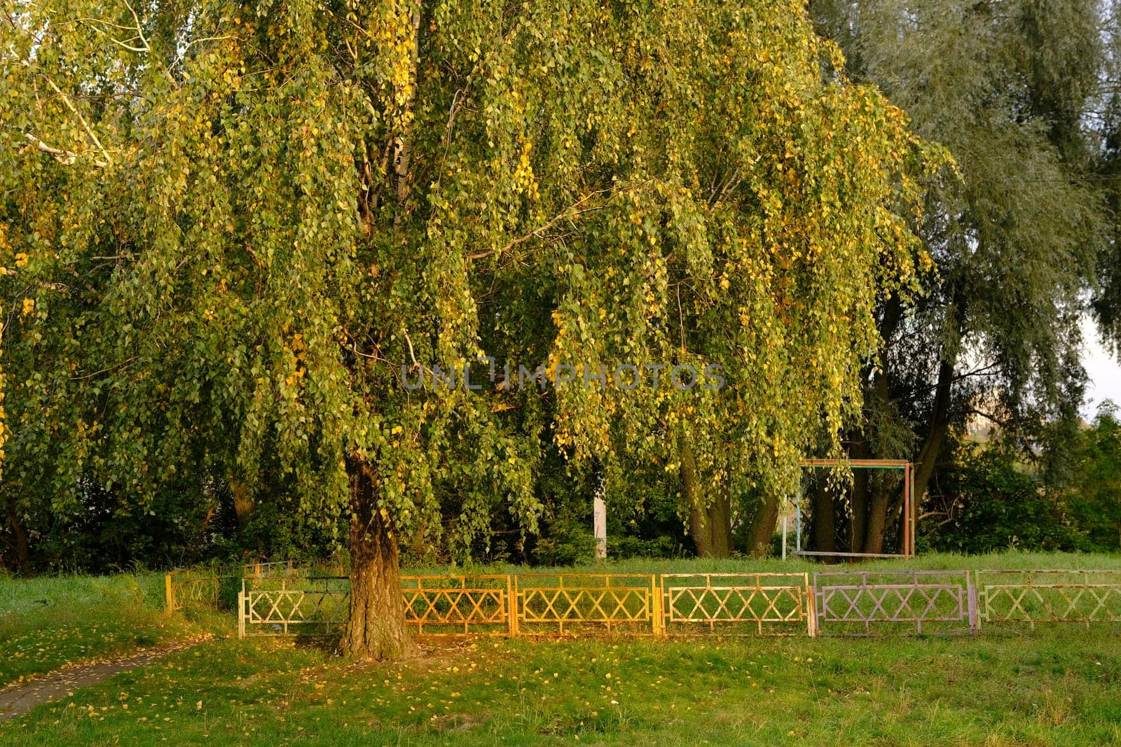 Autumn Yellow and orange leaves on the tree near metal old fence