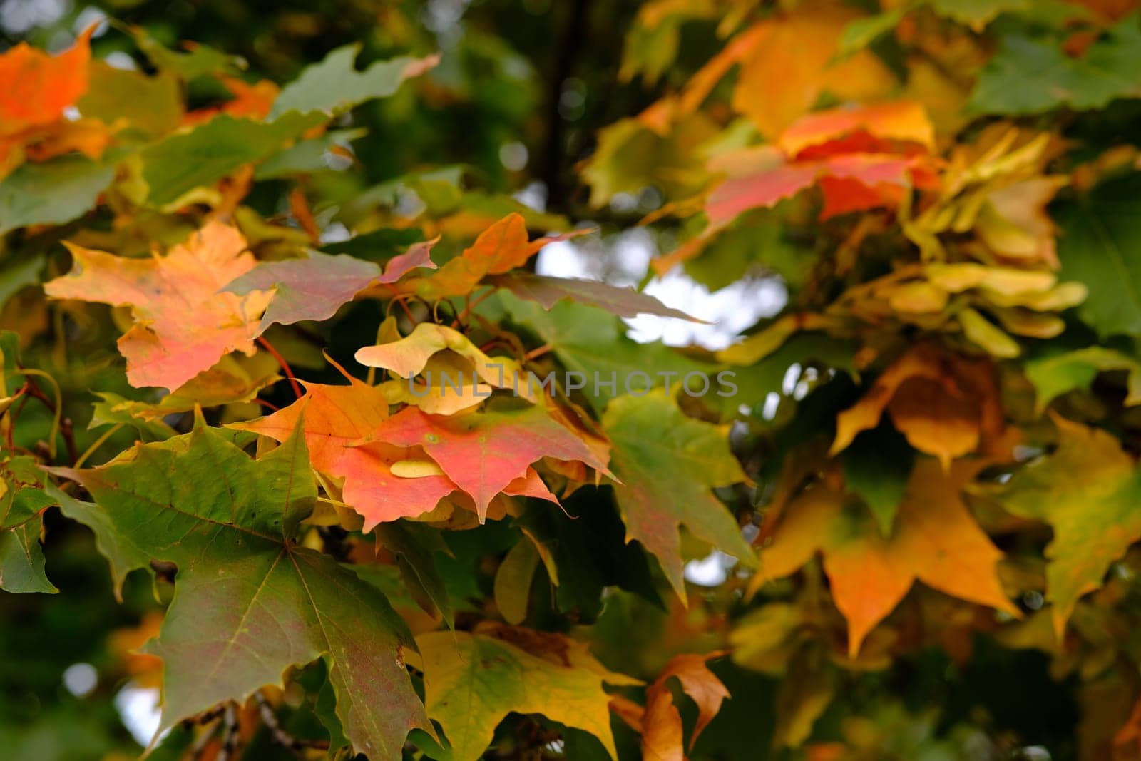 Colorful trees in autumn landscape in deep forest. The autumn colors in the forest create a magnificent view. autumn view in nature