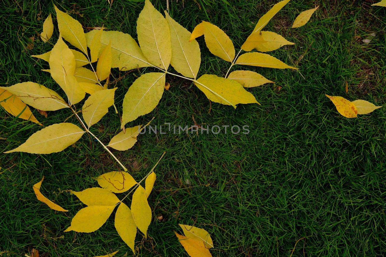 First Autumn Leaves on green grass in park. Autumn scene with falled leaves in sunny day. Colorful leaves. Banner place for text.