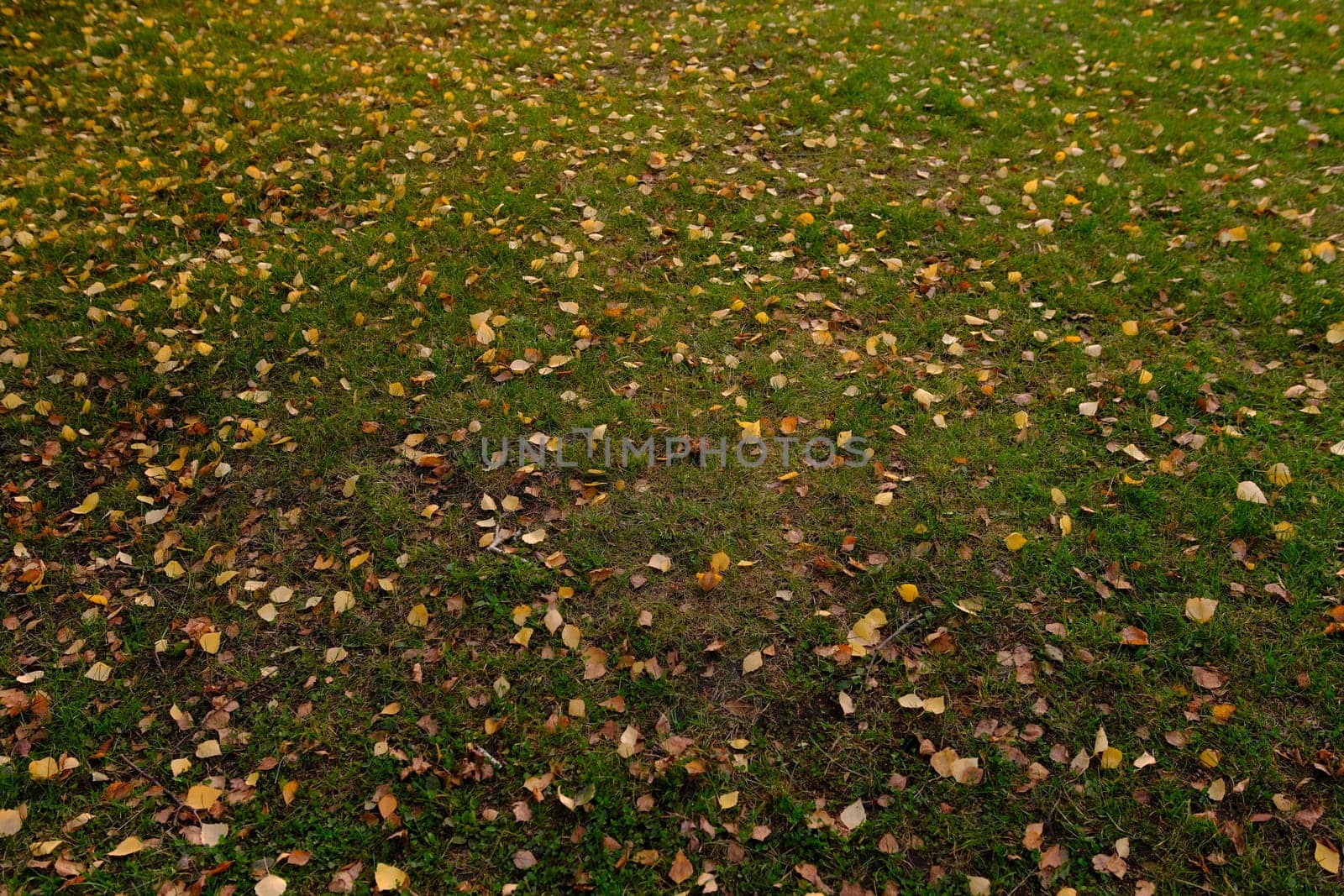 First Autumn Leaves on green grass in park. Autumn scene with falled leaves in sunny day. Colorful leaves. Banner.