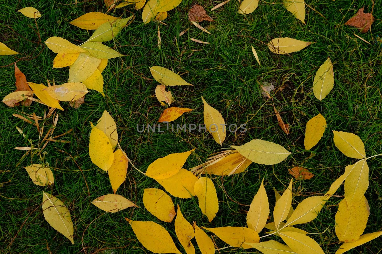 First Autumn Leaves on green grass in park. Autumn scene with falled leaves in sunny day. Colorful leaves. Banner.