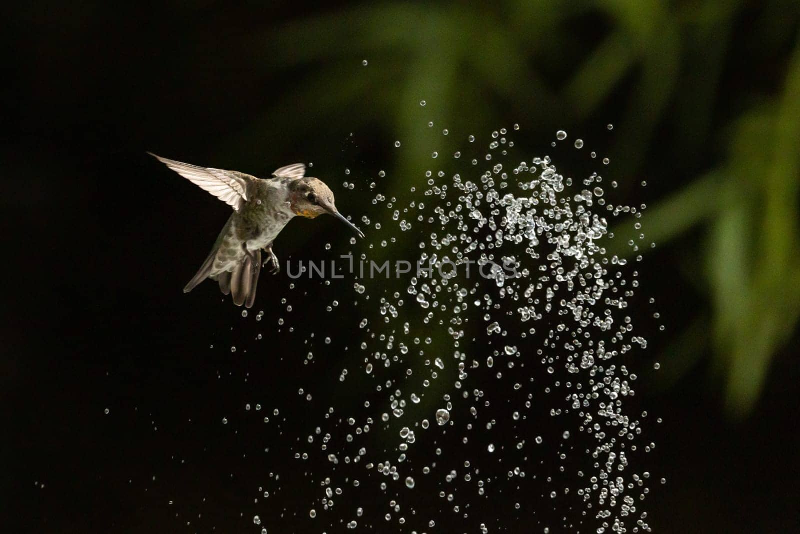 Beautiful Hummingbird in Flight at Water Fountain.
