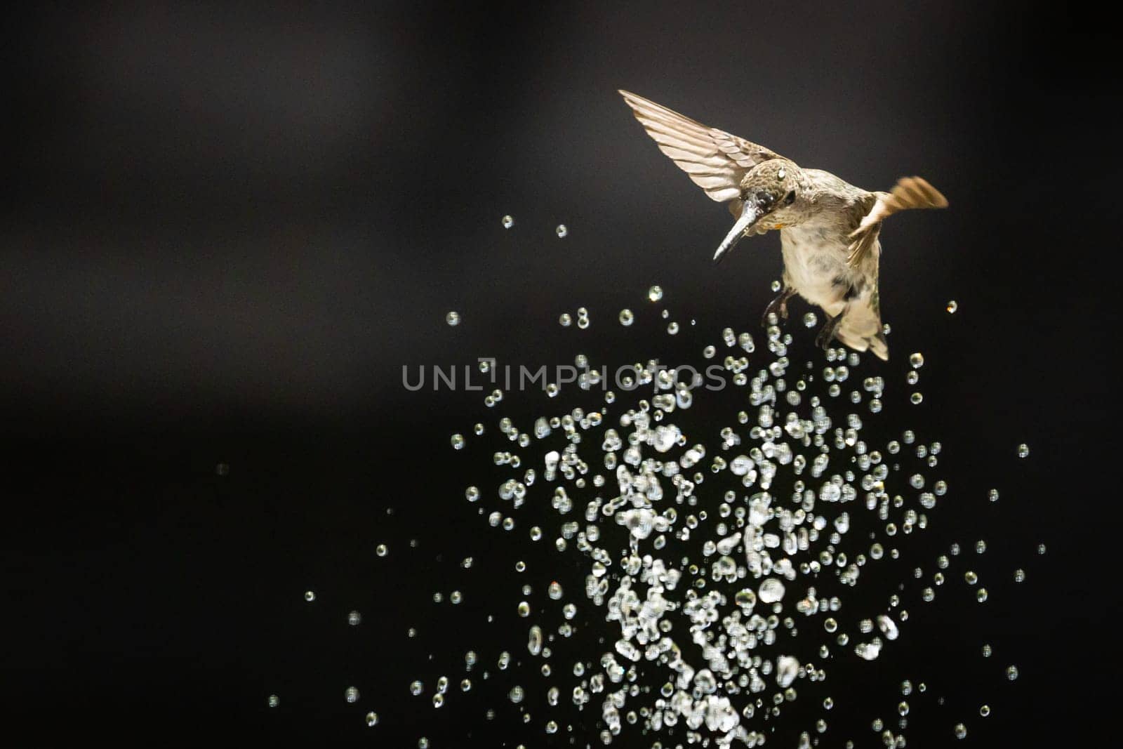 Beautiful Hummingbird in Flight at Water Fountain.