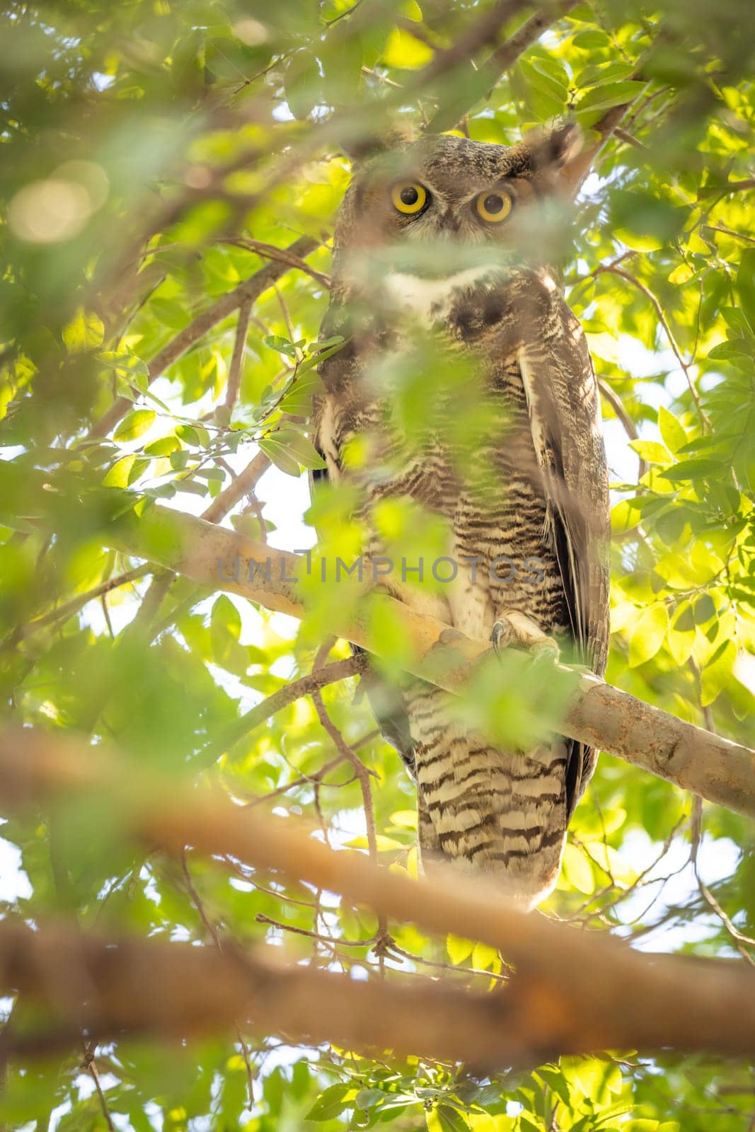 The Yellow Eyed Great Horned Owl Resting In The Tree.