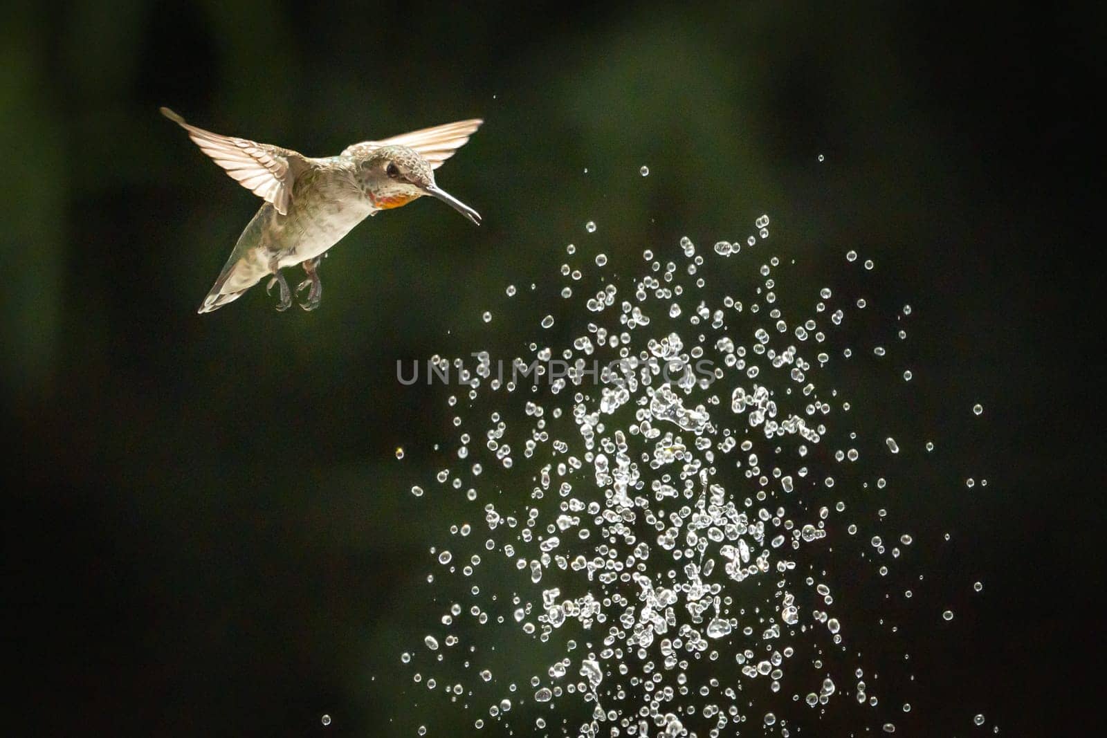 Beautiful Hummingbird in Flight at Water Fountain.