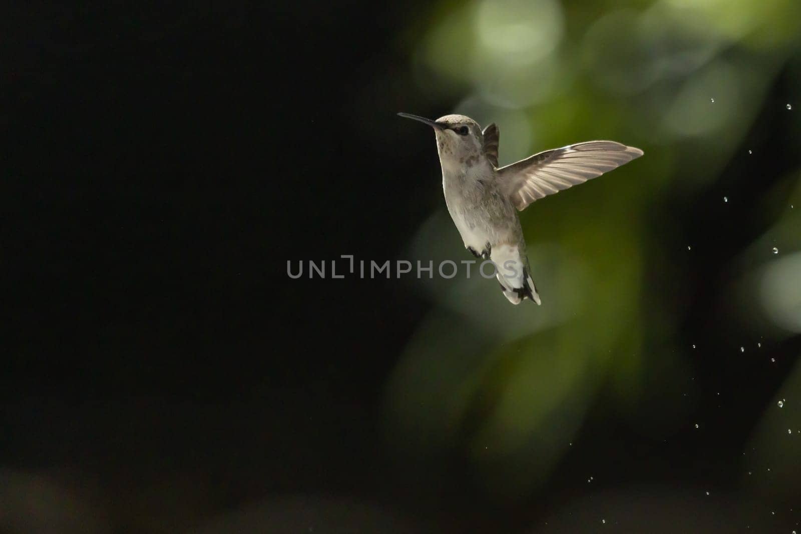 Beautiful Hummingbird in Flight at Water Fountain.