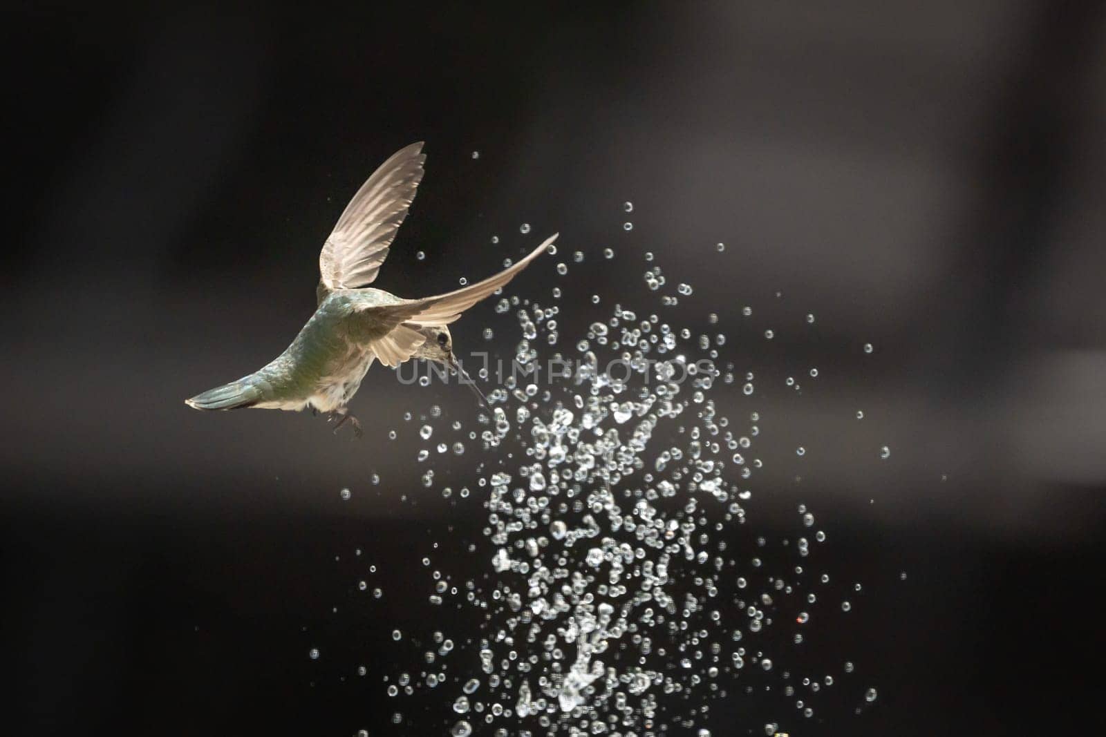 Beautiful Hummingbird in Flight at Water Fountain.