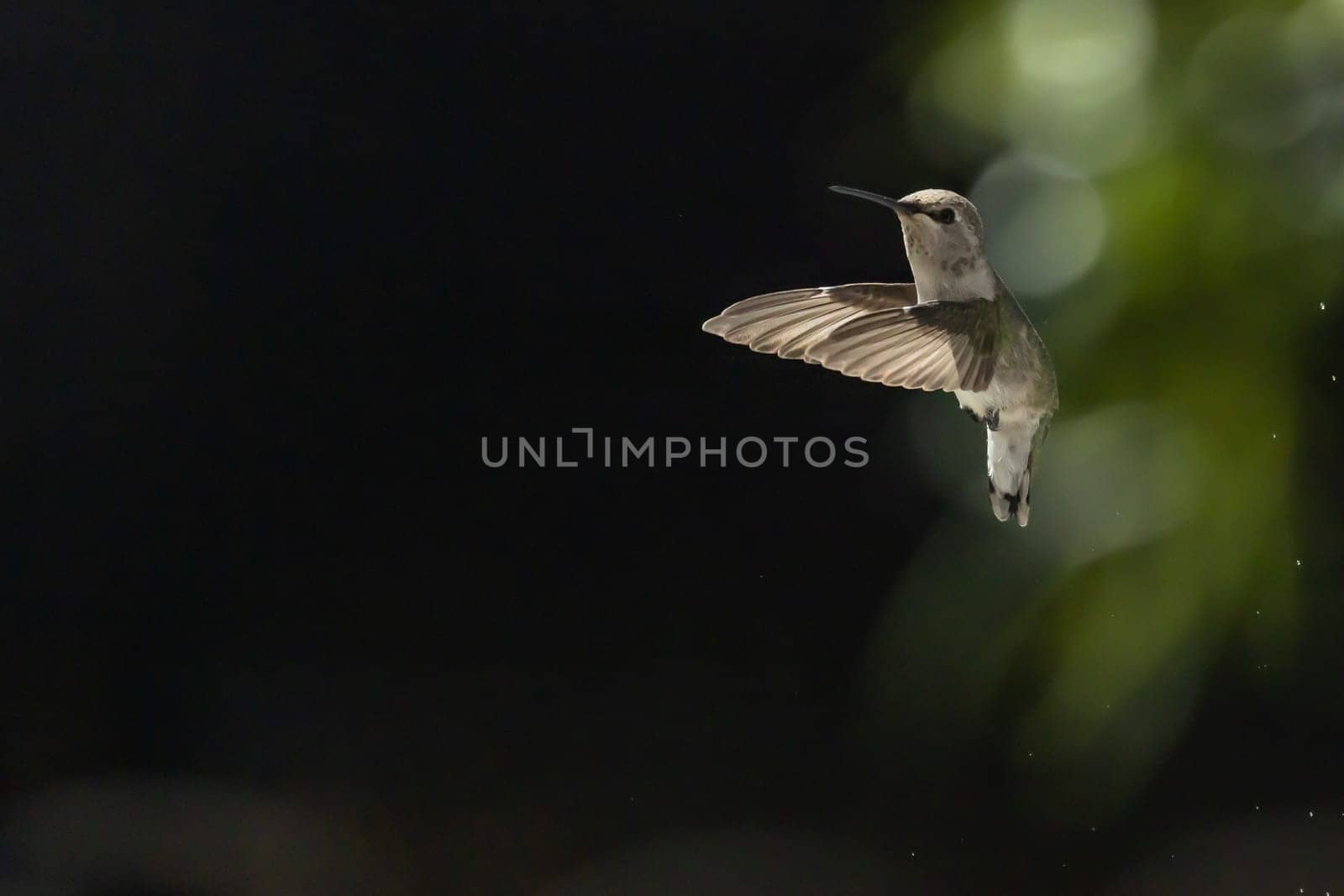 Beautiful Hummingbird in Flight at Water Fountain.