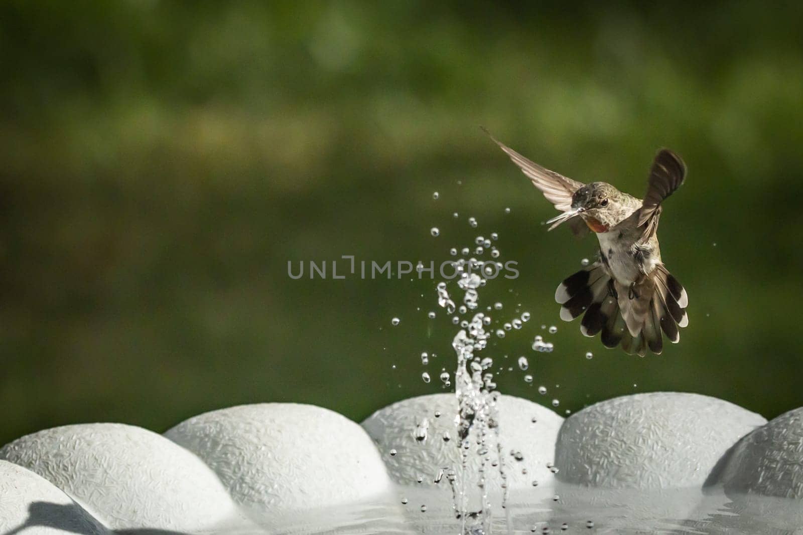 Beautiful Hummingbird in Flight at Water Fountain.