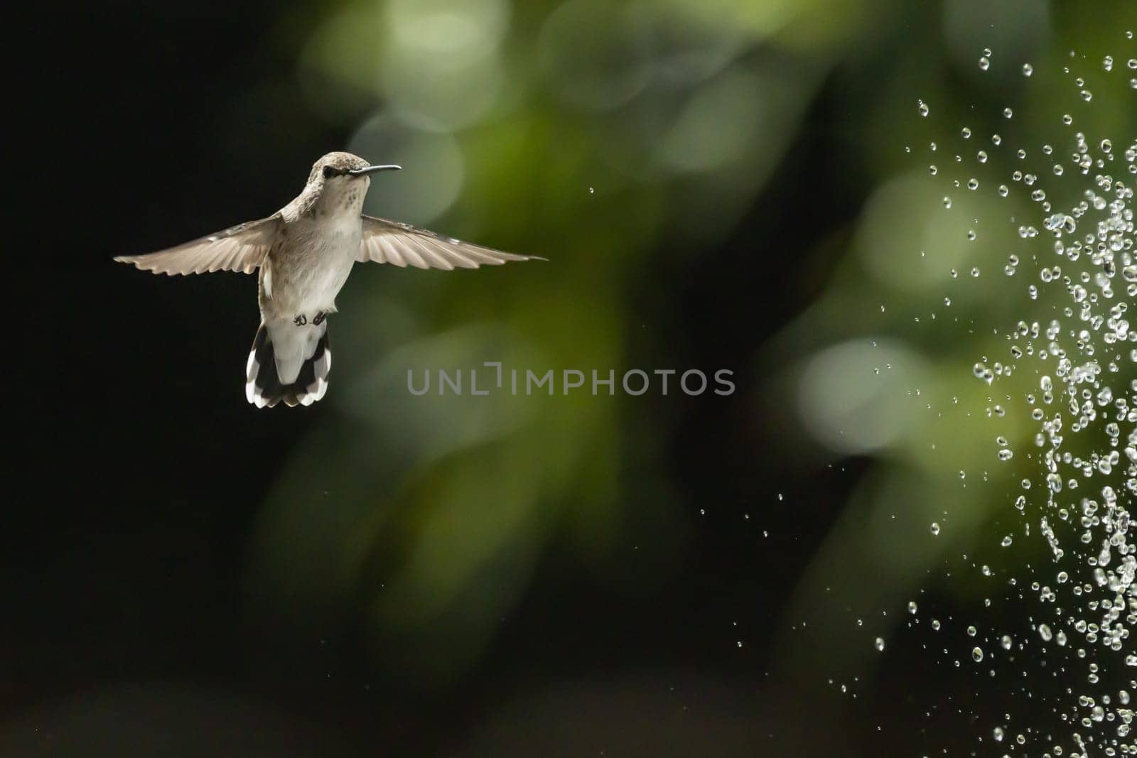 Beautiful Hummingbird in Flight at Water Fountain.