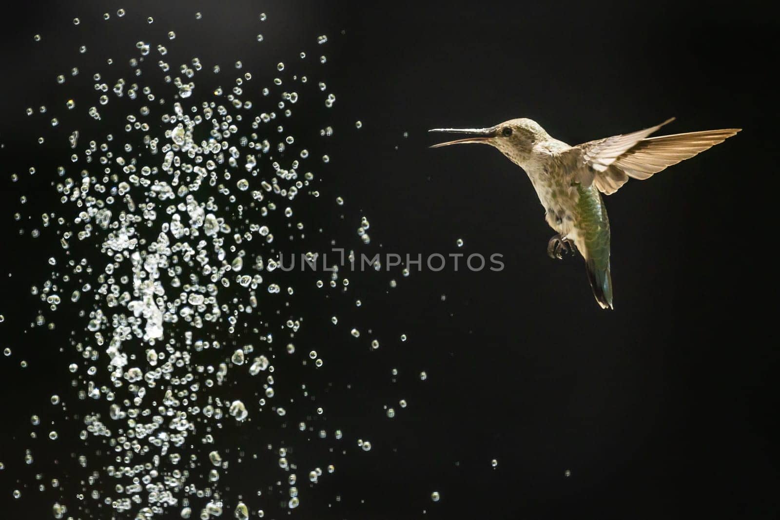 Beautiful Hummingbird in Flight at Water Fountain.