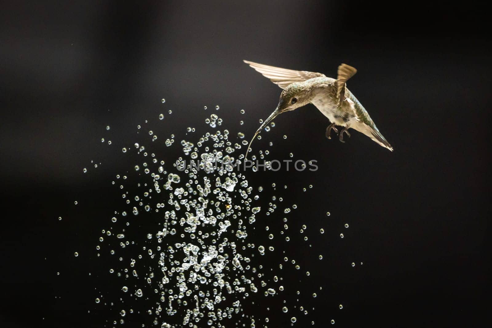 Beautiful Hummingbird in Flight at Water Fountain.