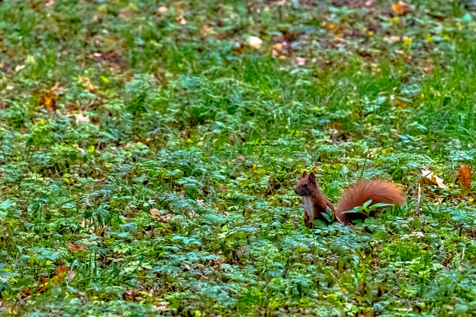 Wild Eurasian red squirrel (Sciurus vulgaris) in Kampinos National Park, Masovia, Poland