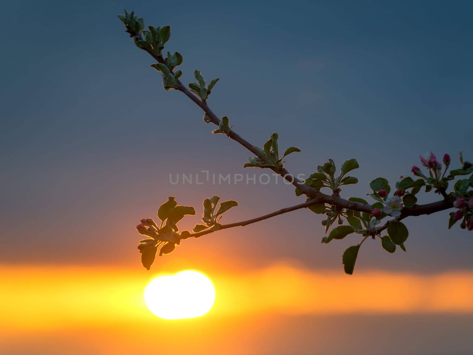 Twigs of fruit tree with white blossoming flowers in early spring at sunset