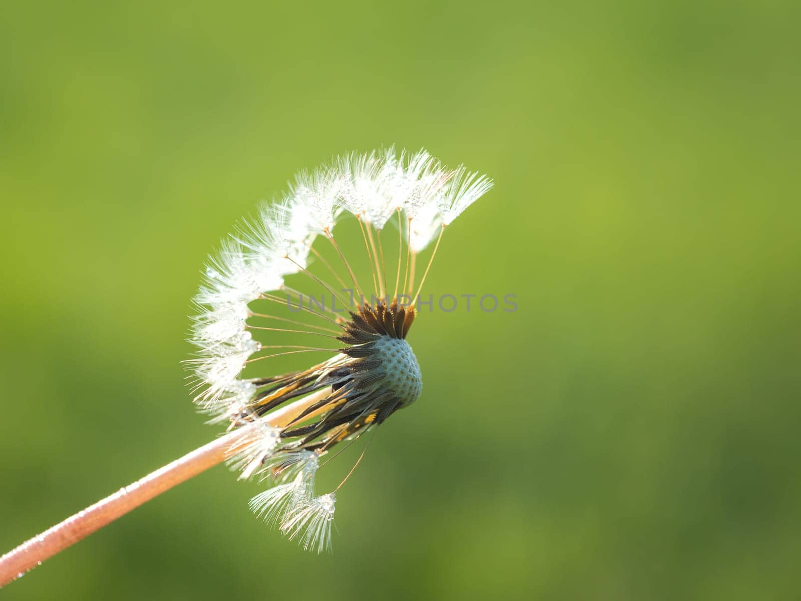 Dandelion bloom