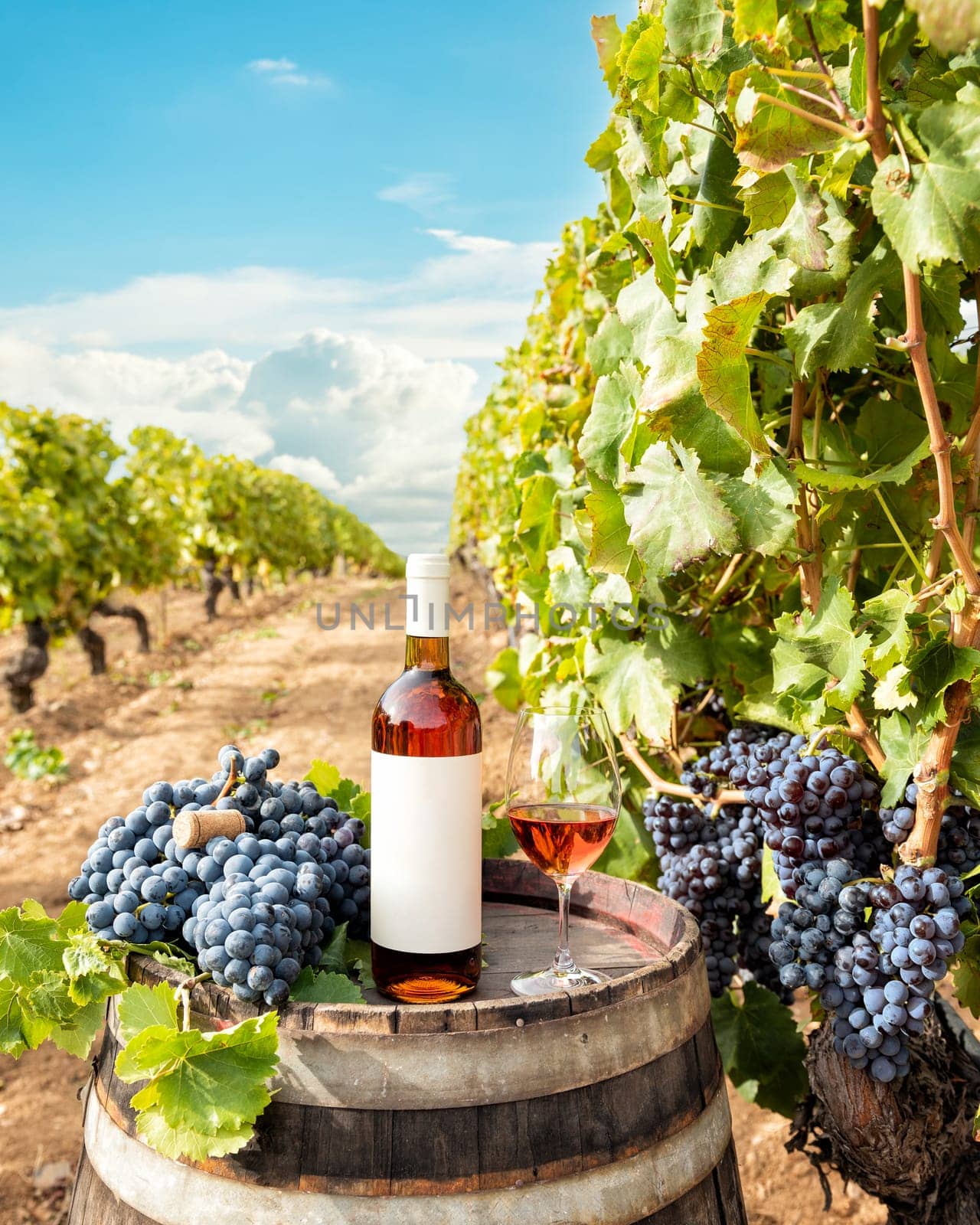 Cannonau wine. Bottle and goblet of rose wine above the barrel between the rows of a vineyard. Food, drinks.
