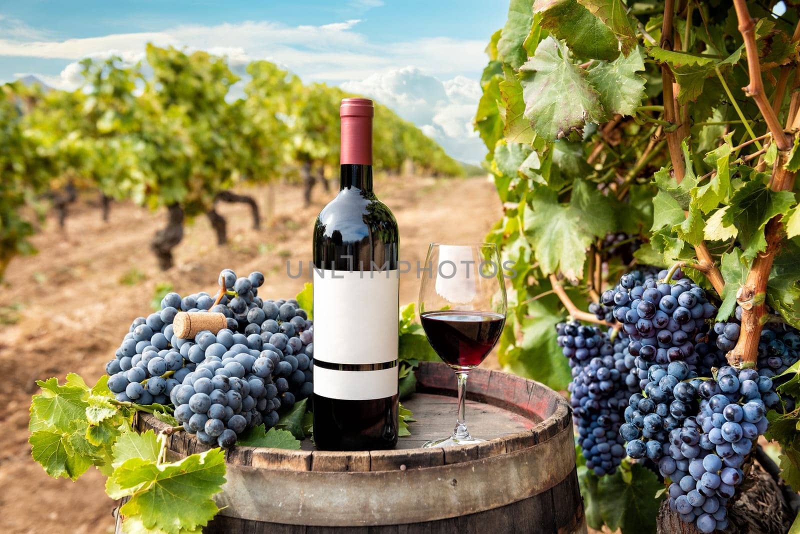 Cannonau wine. Bottle and goblet of red wine above the barrel between the rows of a vineyard. Food, drinks.