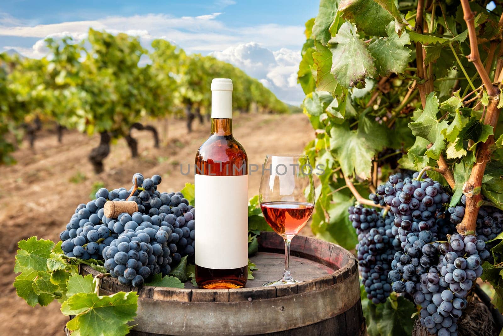 Cannonau wine. Bottle and goblet of rose wine above the barrel between the rows of a vineyard. Food, drinks.