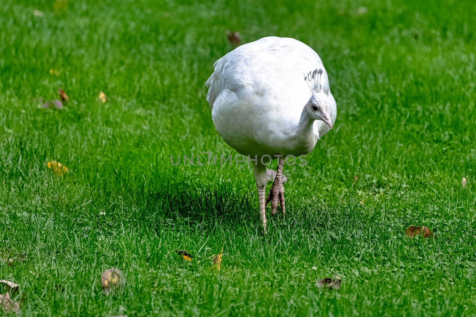 Leucistic Indian peacock in Polish park - Warsaw, Poland