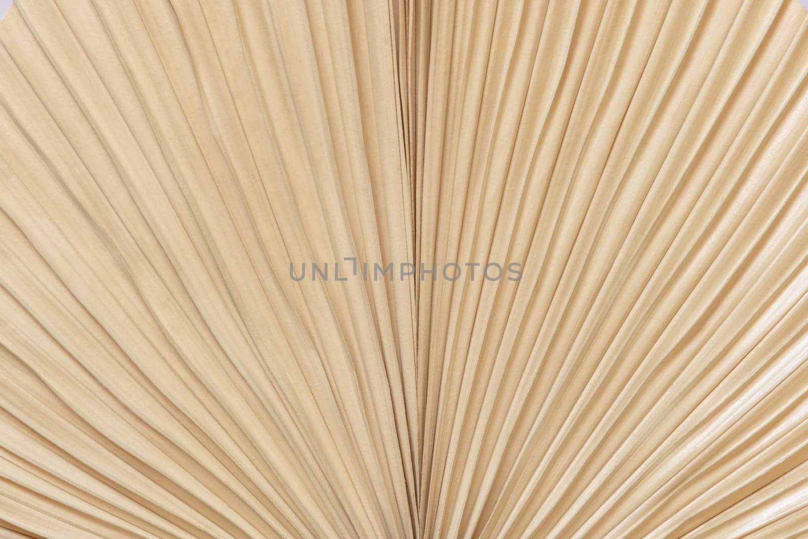 Dry beige palm leaf top view, natural bohemian background. Boho texture for wedding design and crafting .