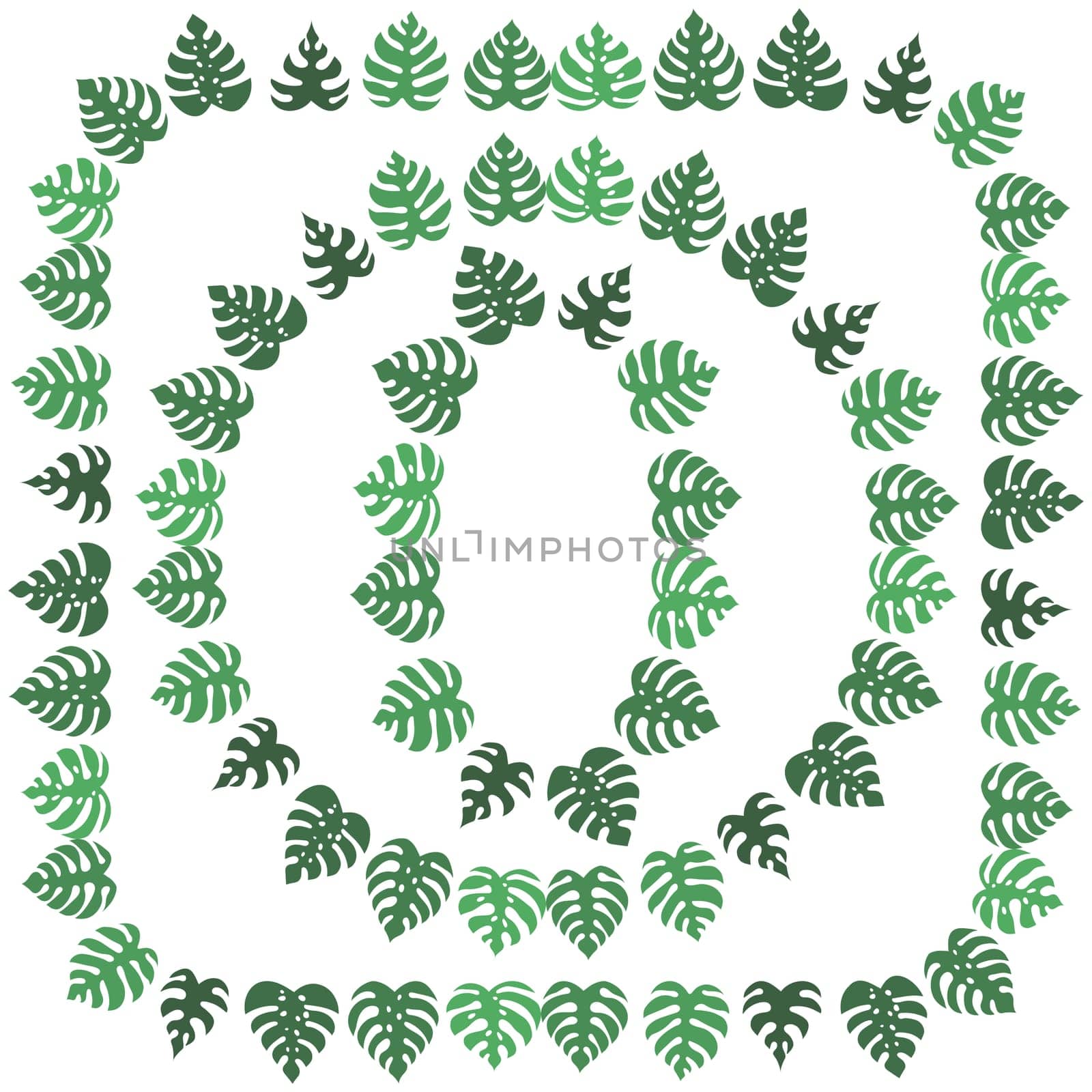Set of Green Monstera Leaves Isolated on White Background. Natural Frames.