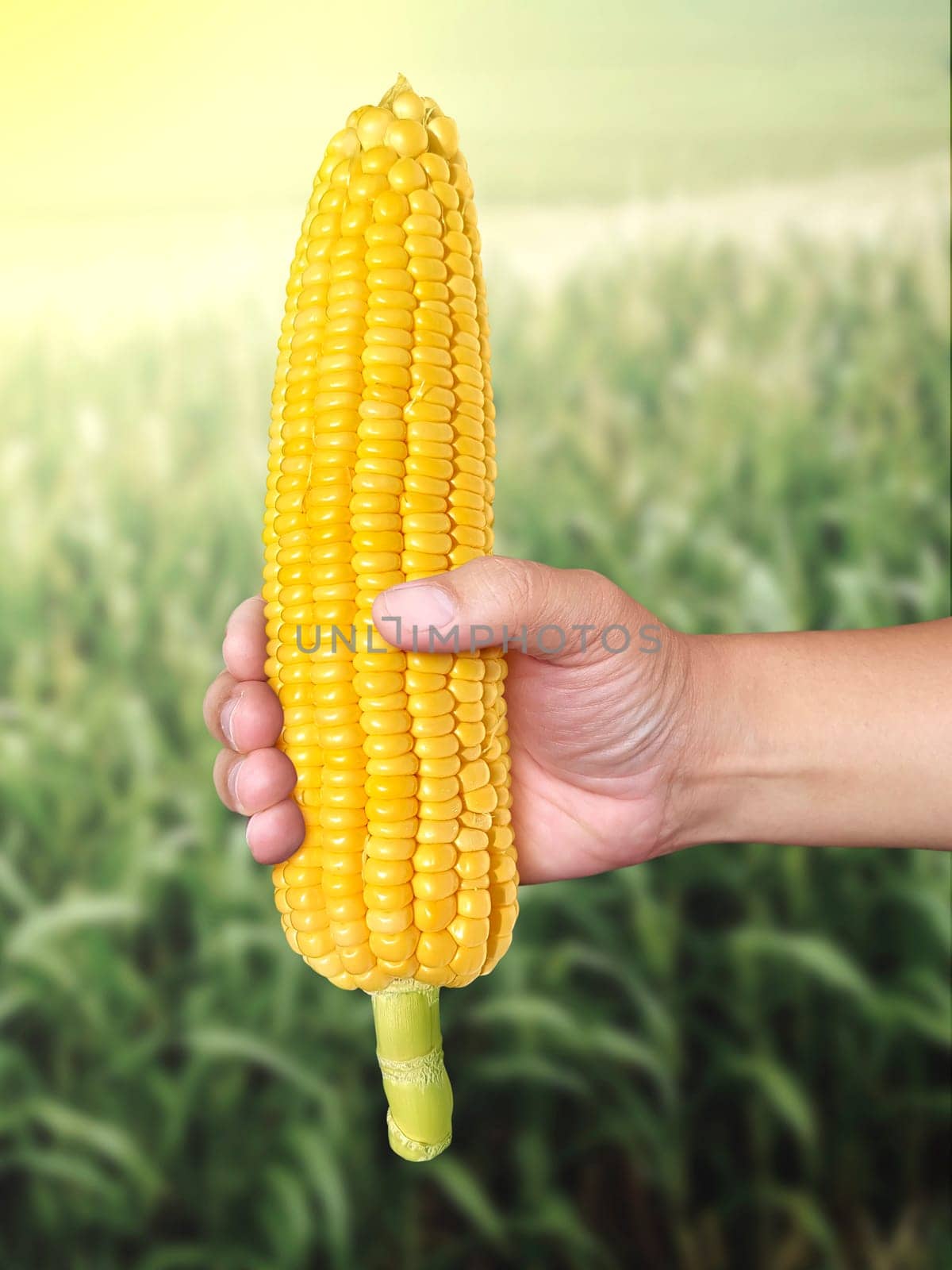 mature yellow corn cob in farmer hands while working on agricultural field