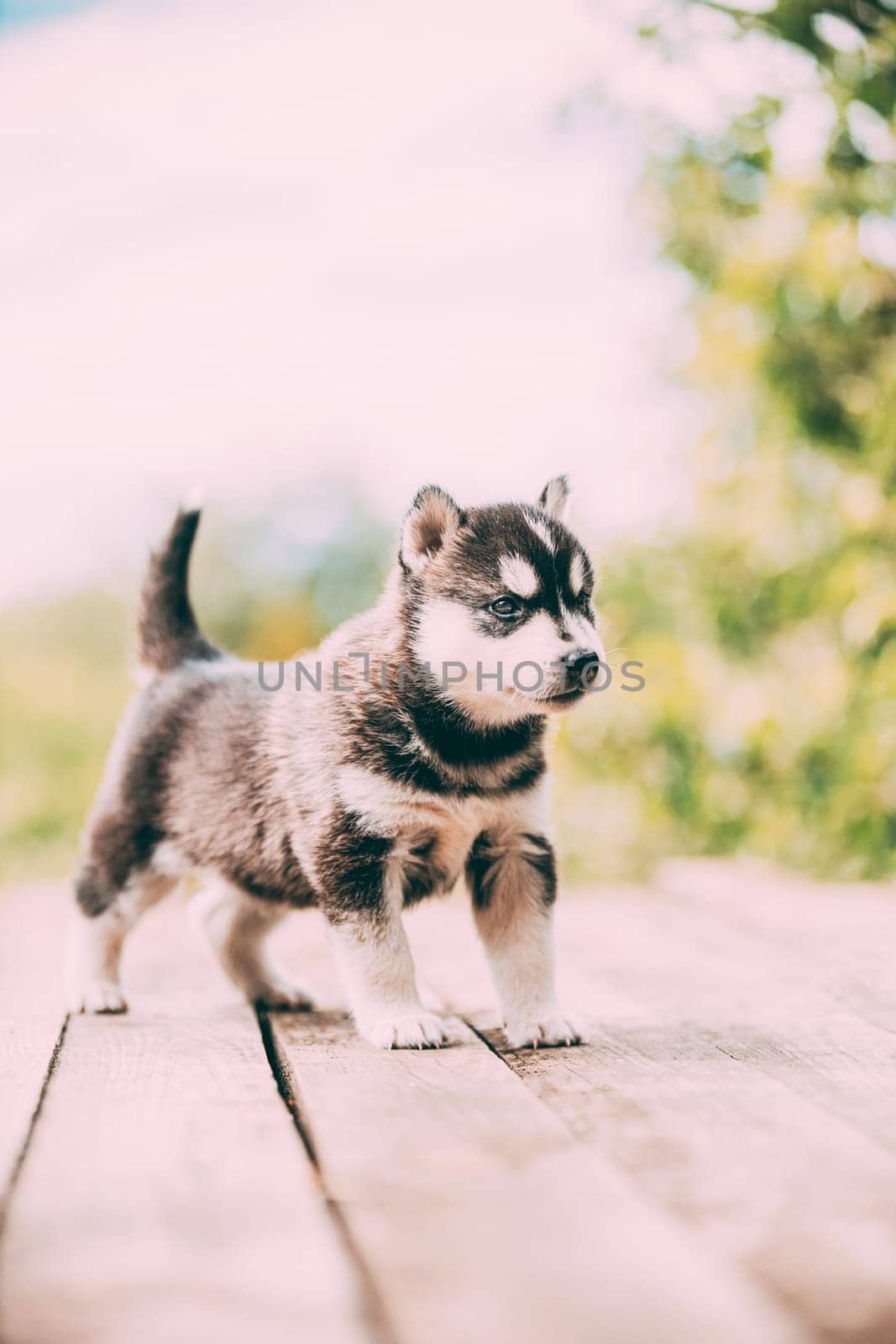 Four-week-old Husky Puppy Of White-gray-black Color Walking On Wooden Ground.