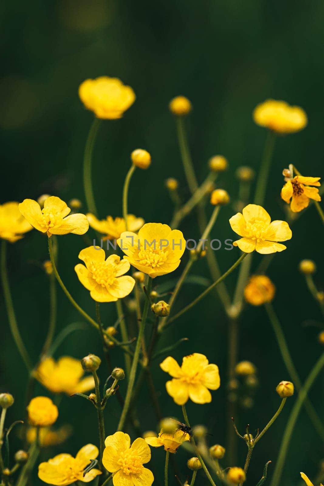 Green Spring Forest. Plant Ranunculus Acris With Yellow Flowers On Background Tall Trees.