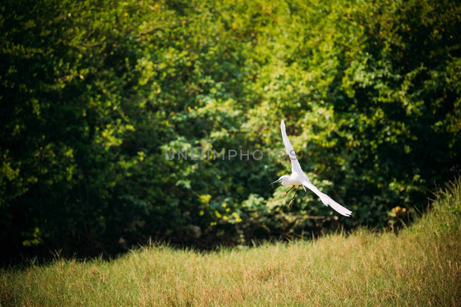 Goa, India. White Little Egret Landing On Grass.