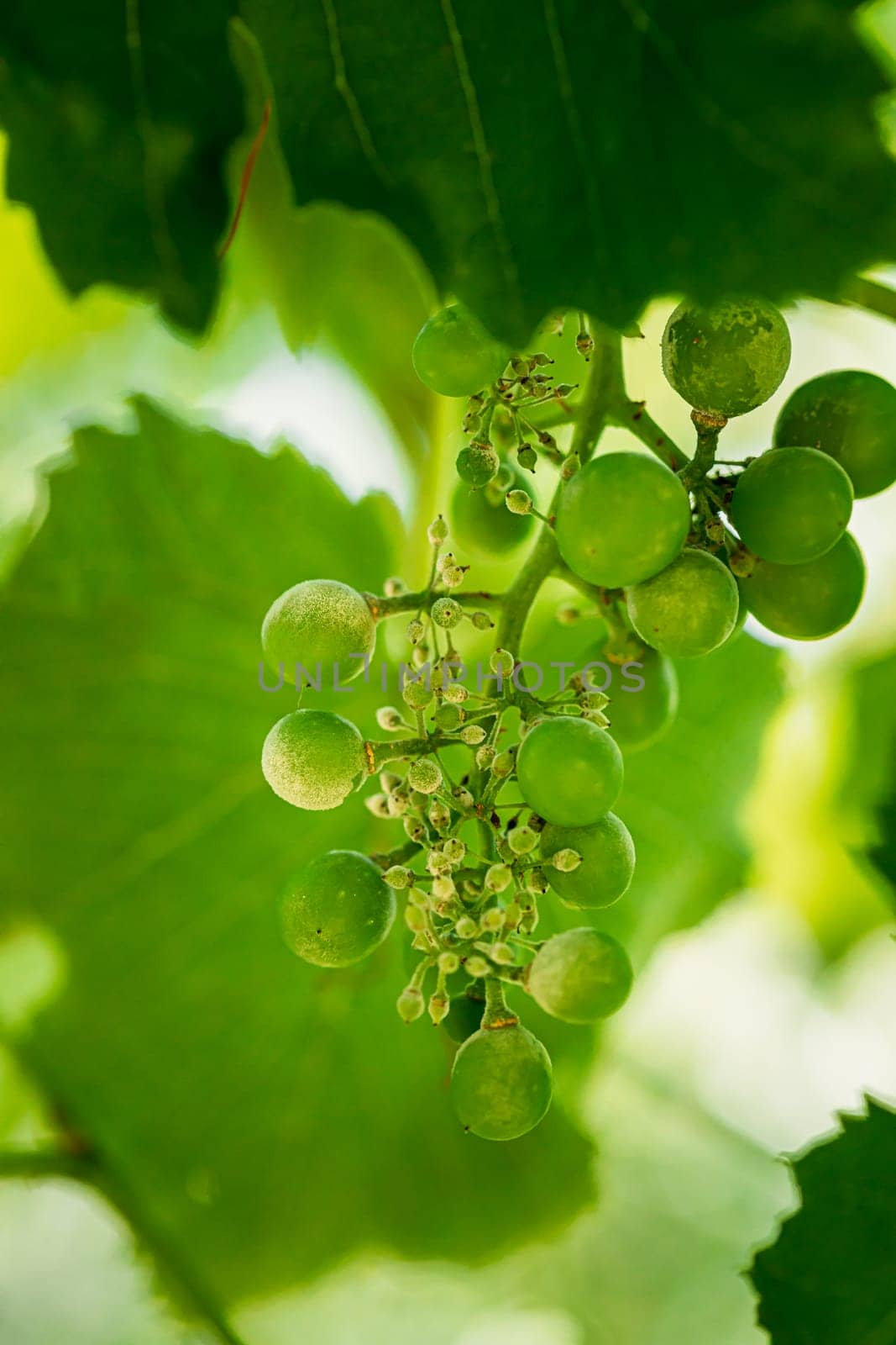 Powdery Mildew On Fruits And Leaves Of Grape. Plant Disease. Bad Harvest. Plant Disease.