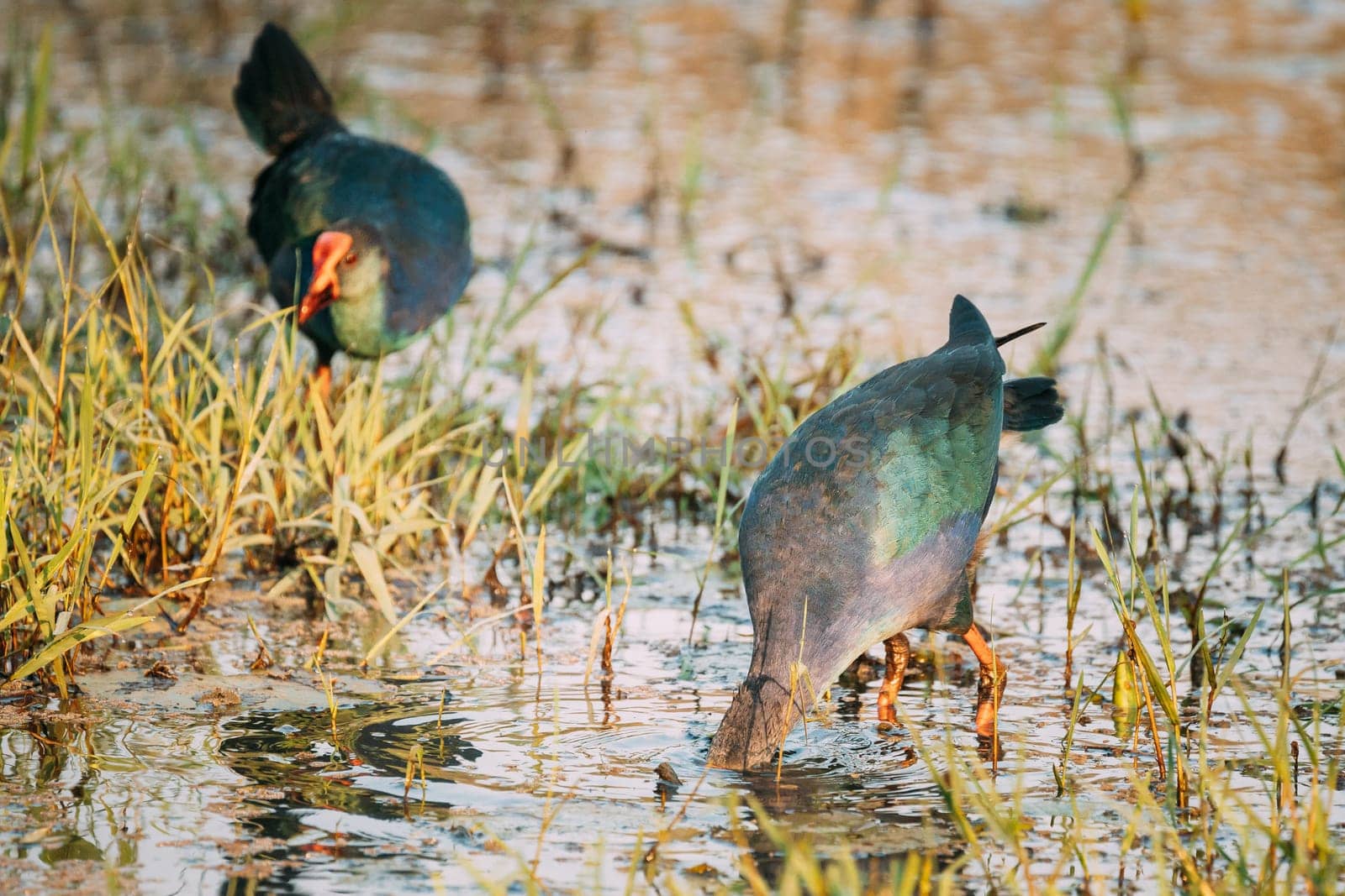 Goa, India. Two Grey-headed Swamphen Birds In Morning Looking For Food In Swamp. Porphyrio Poliocephalus.