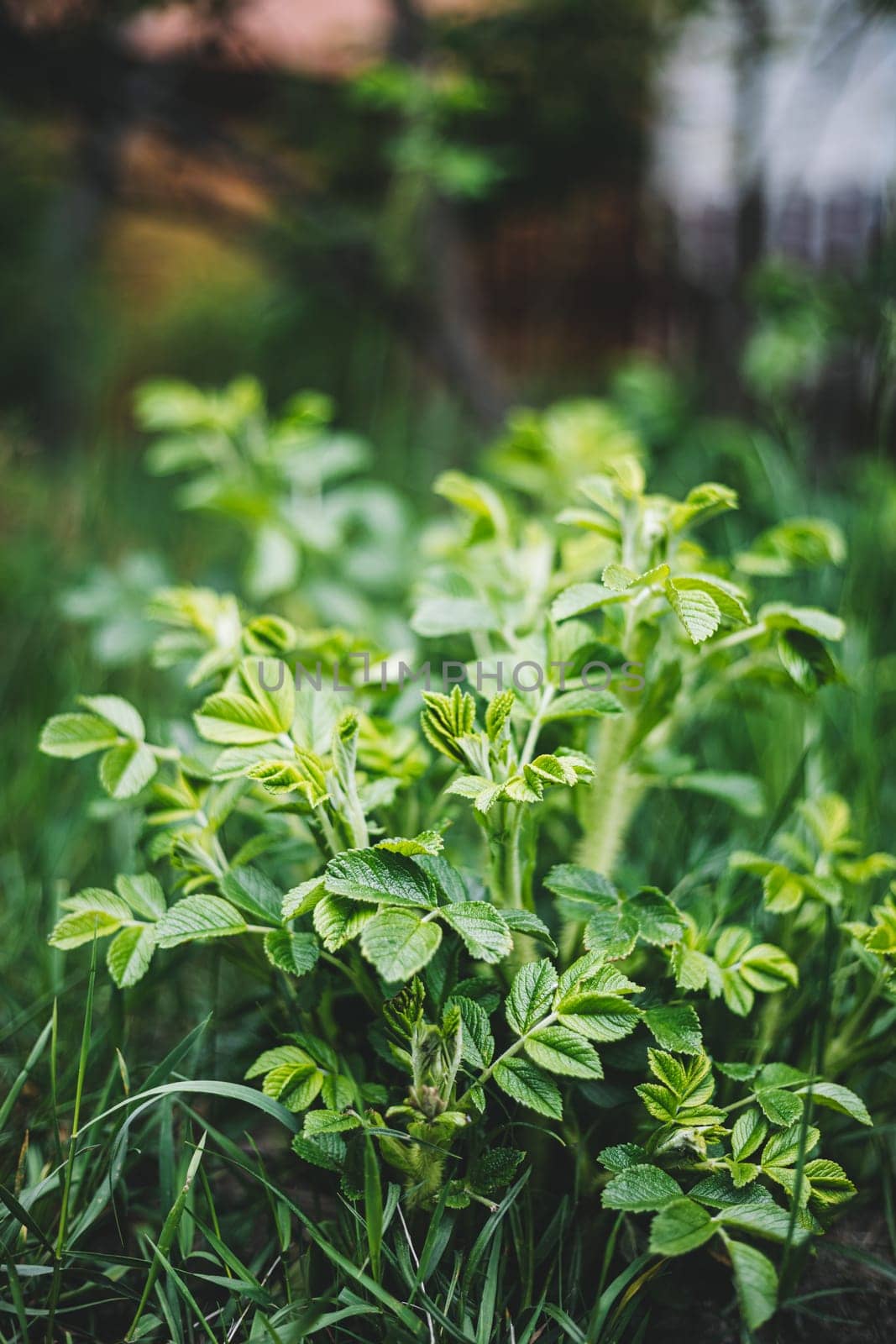 Young Fresh Leaves Of Rose Hip Or Rosehip. Rose Hips Contain Large Amounts Of Vitamins, Especially Vitamin C And Vitamins P And K, Flavonoids, Carotenoids, Tannins, Pectins