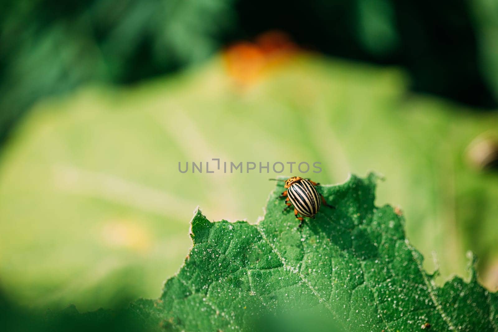 Colorado Striped Beetle - Leptinotarsa Decemlineata. This Beetle Is A Serious Pest Of Potatoes.