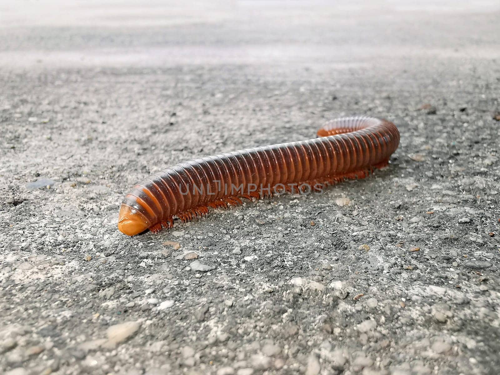 Mating millipede,millipede walking on ground in the rainy season of Thailand