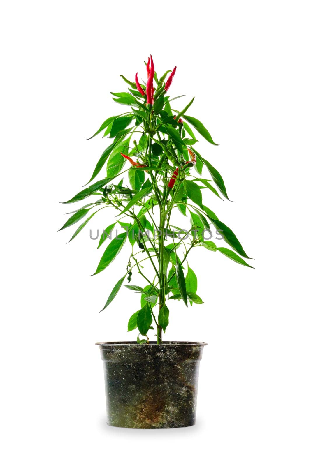 Red thai chili pepper isolated on white background. Bush of chili pepper for home gardening.
