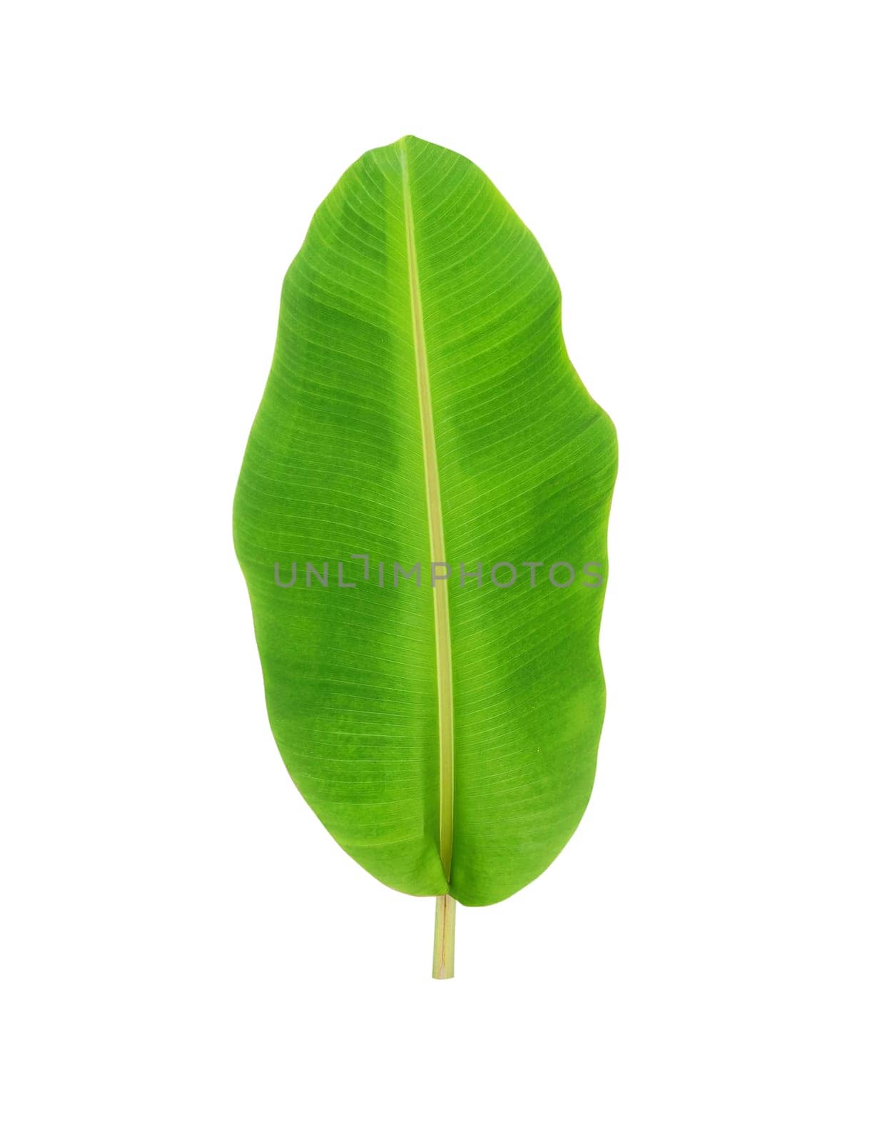whole fresh banana leaves isolated on white background