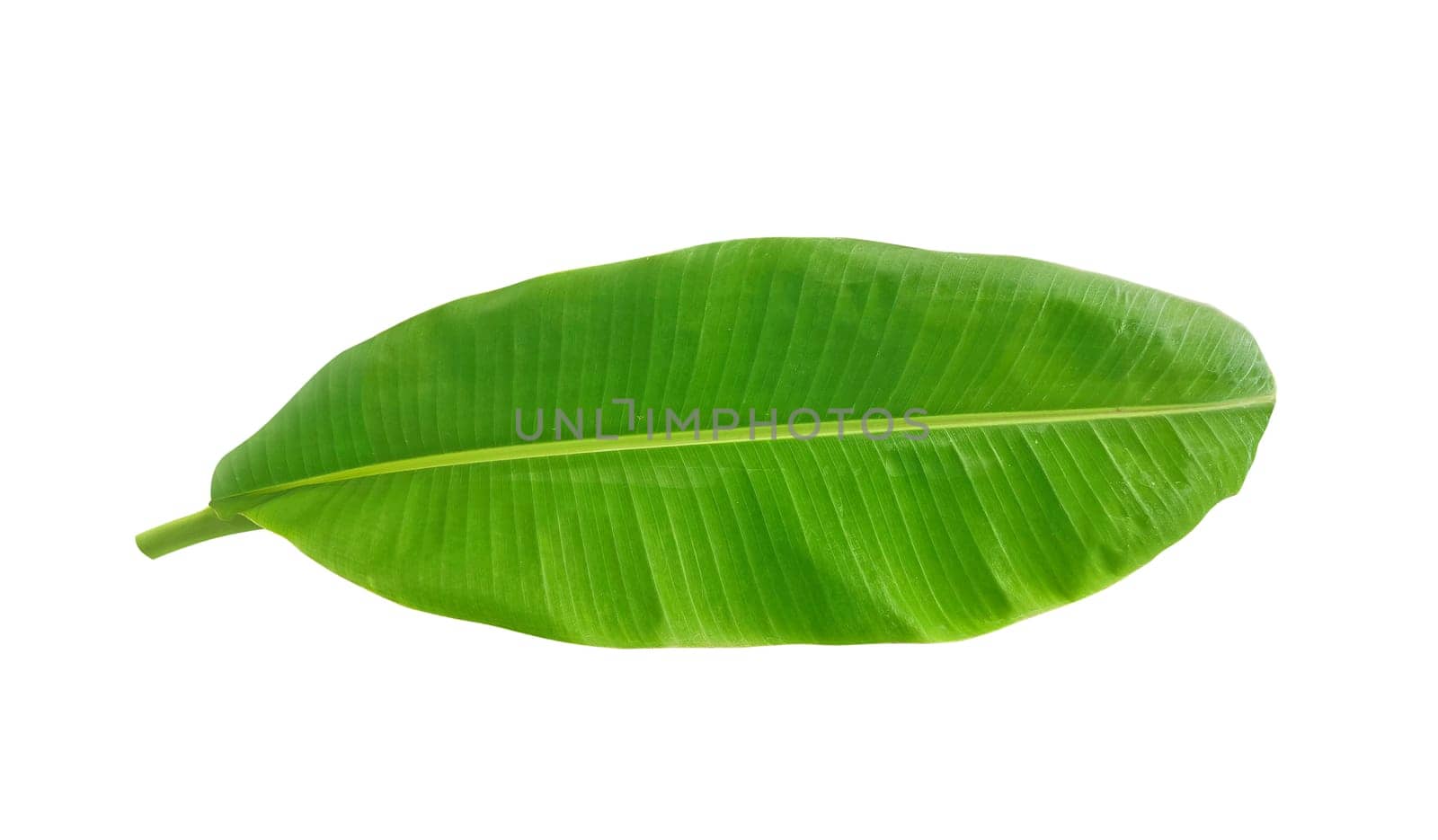whole fresh banana leaves isolated on white background