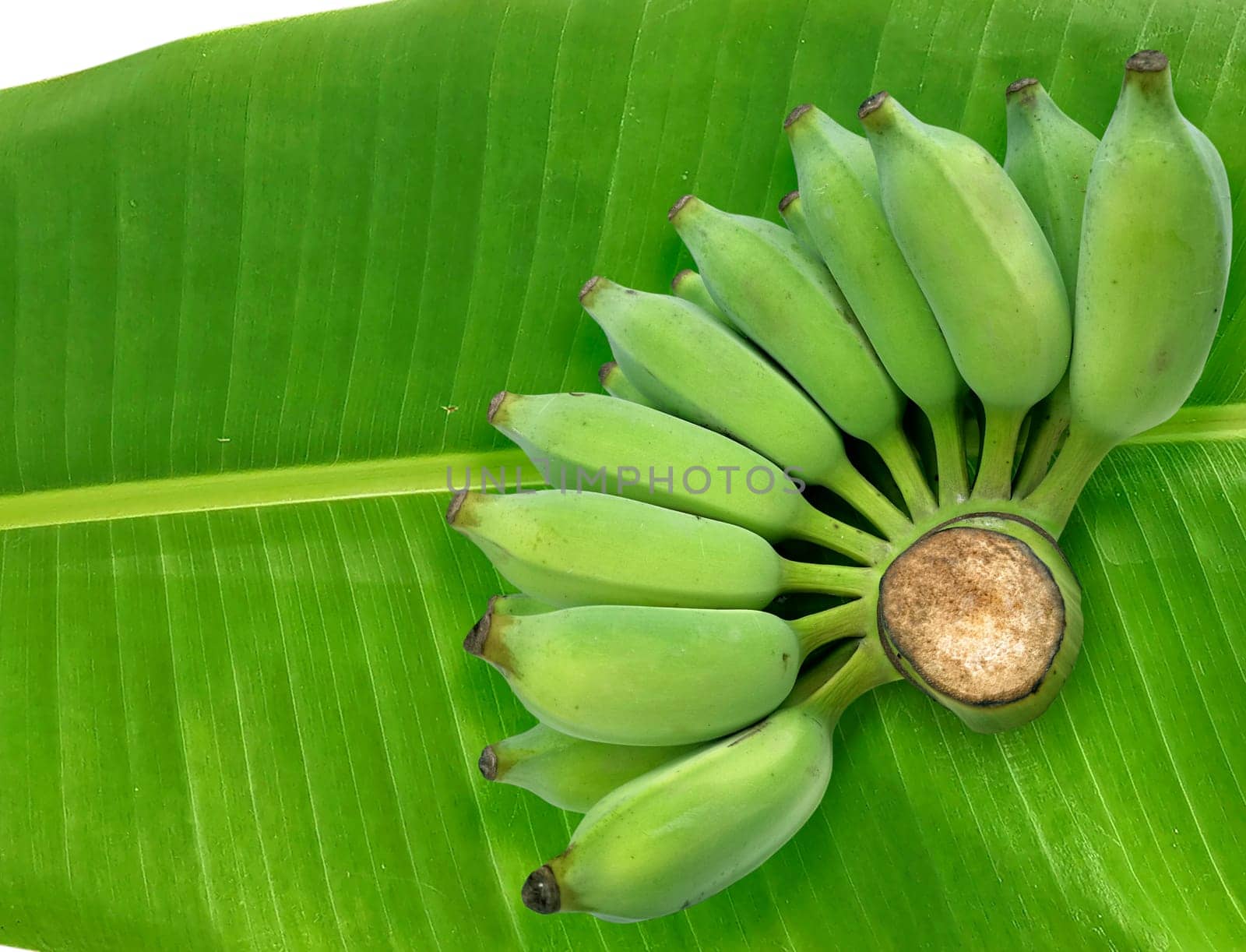 Fresh green raw banana on fresh banana leaves