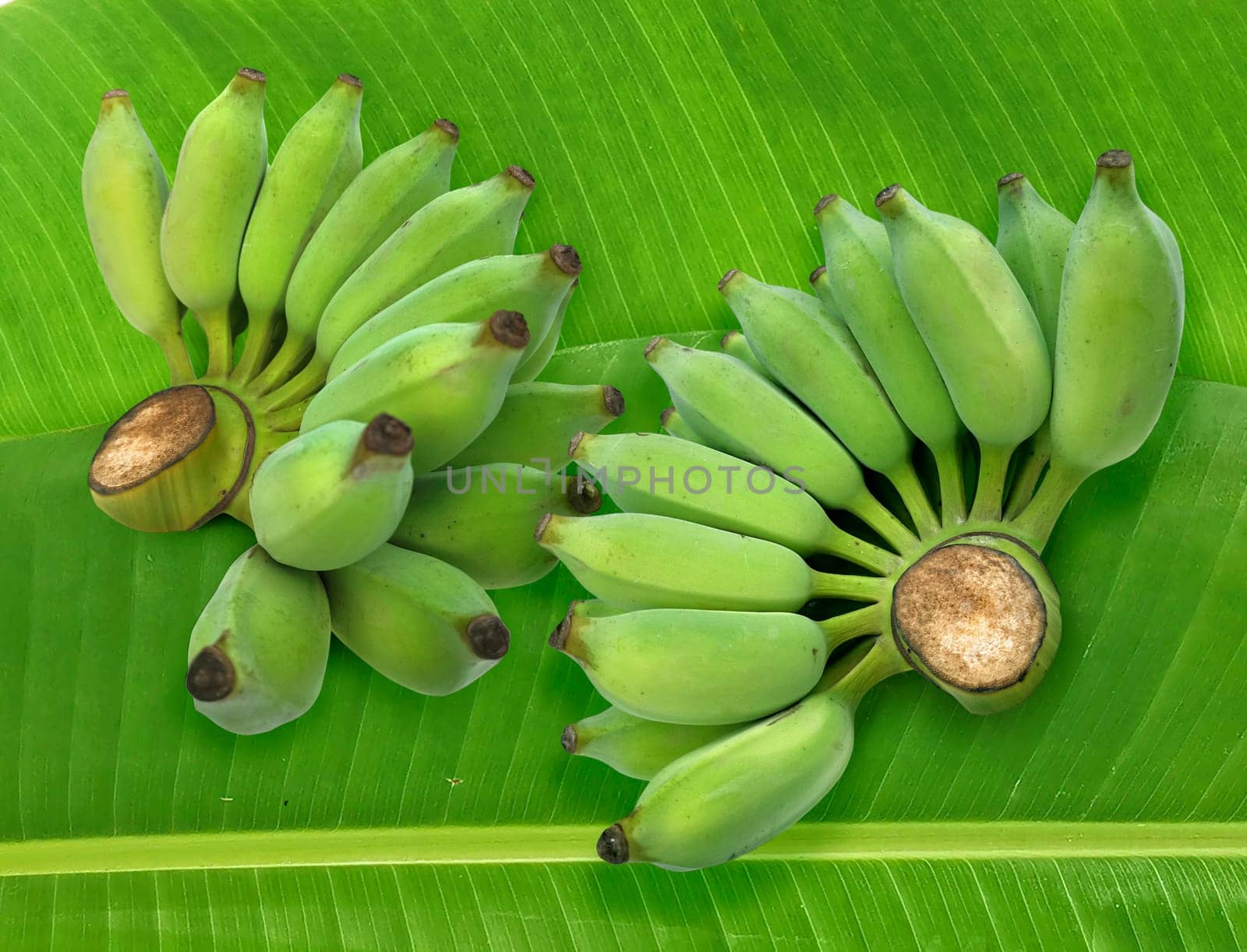 Fresh green raw banana on fresh banana leaves