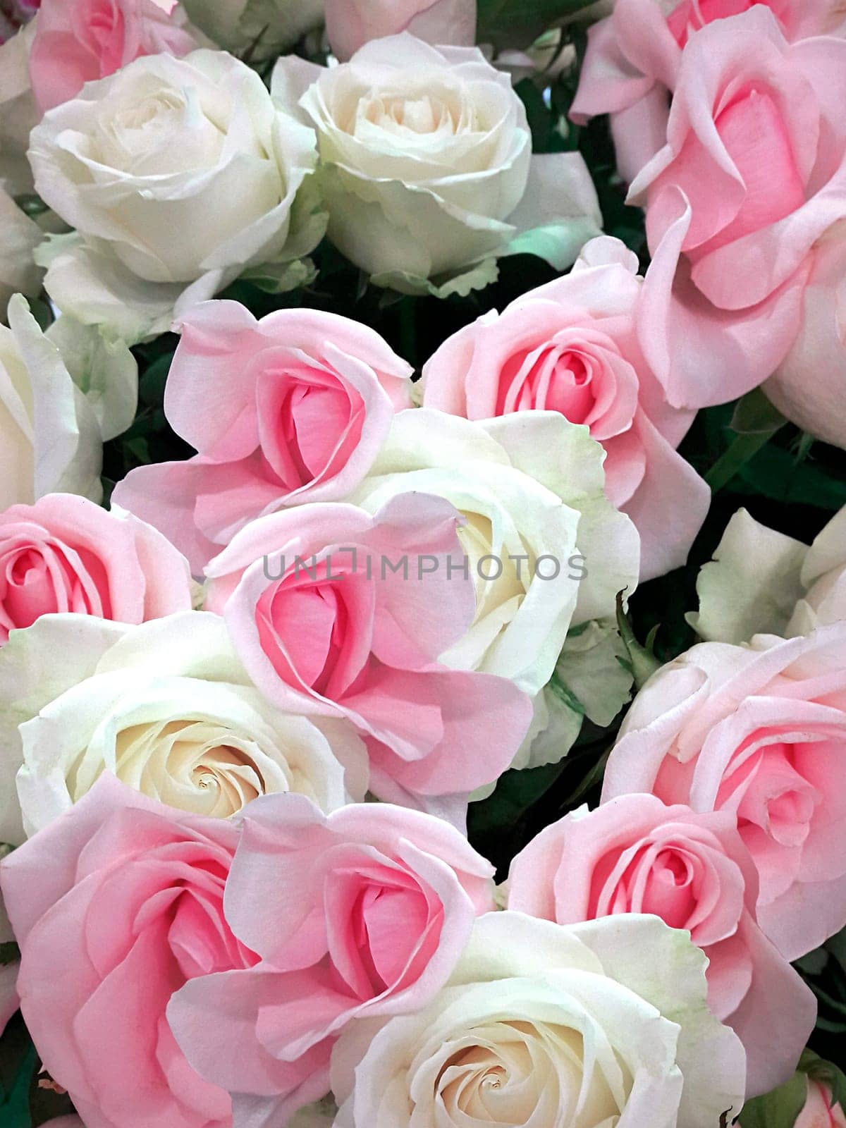 Perfume bottle on roses wall background colorful