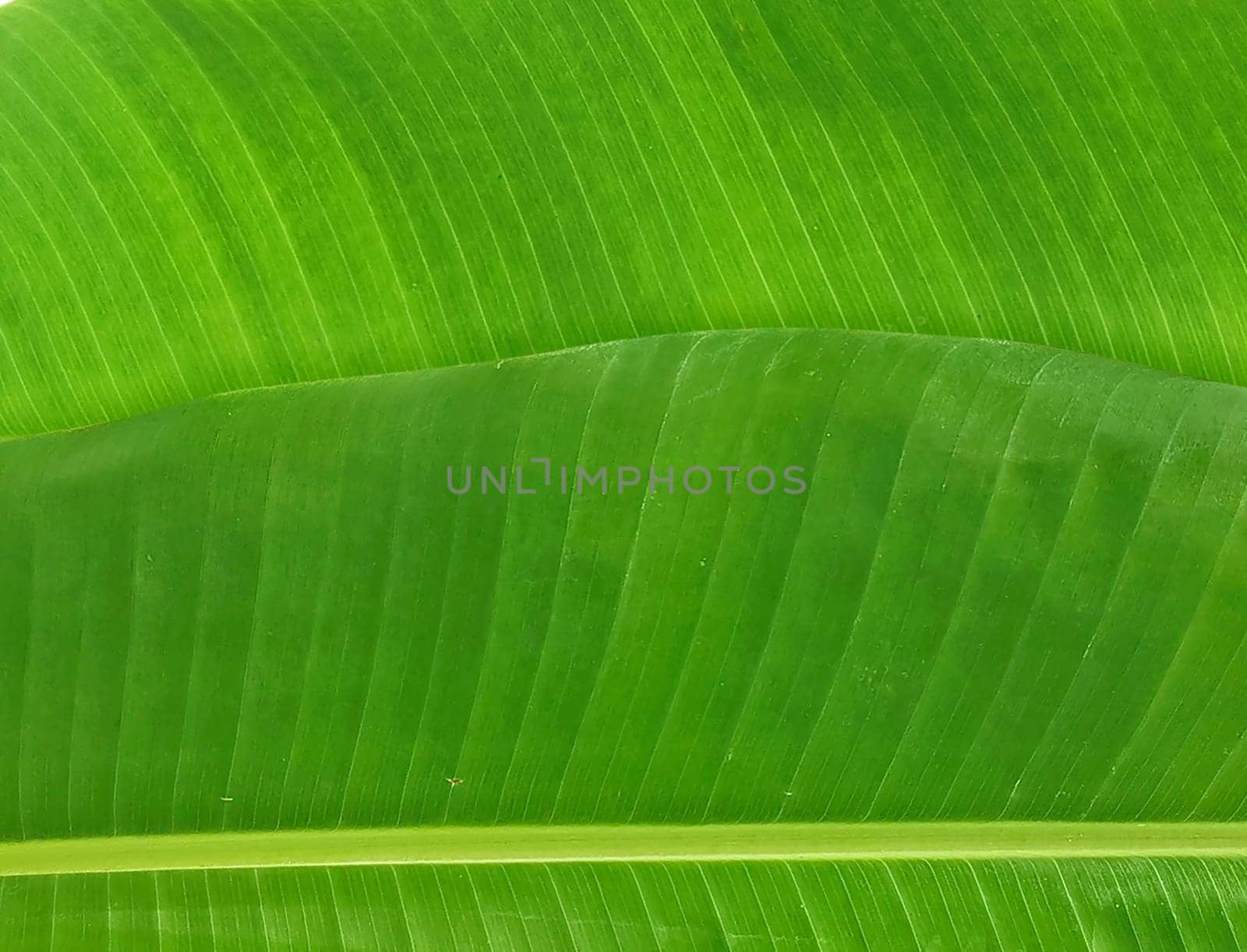 whole fresh banana leaves background