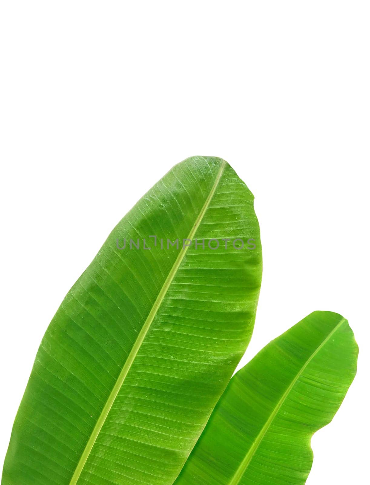 whole fresh banana leaves isolated on white background