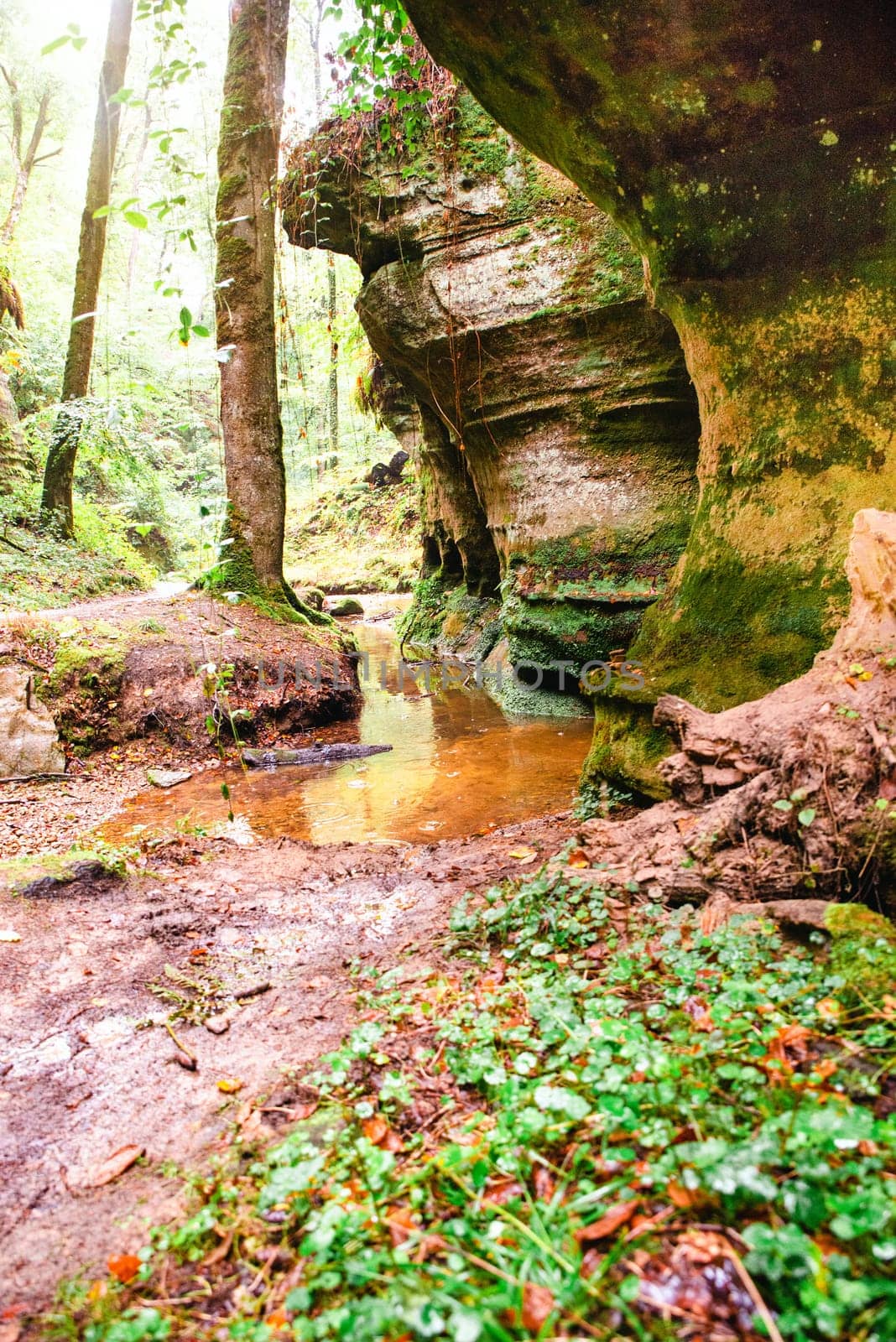 Mullerthal trail in Luxembourg between Echternach and Berdorf, hiking through a forest with sandstone rock formations