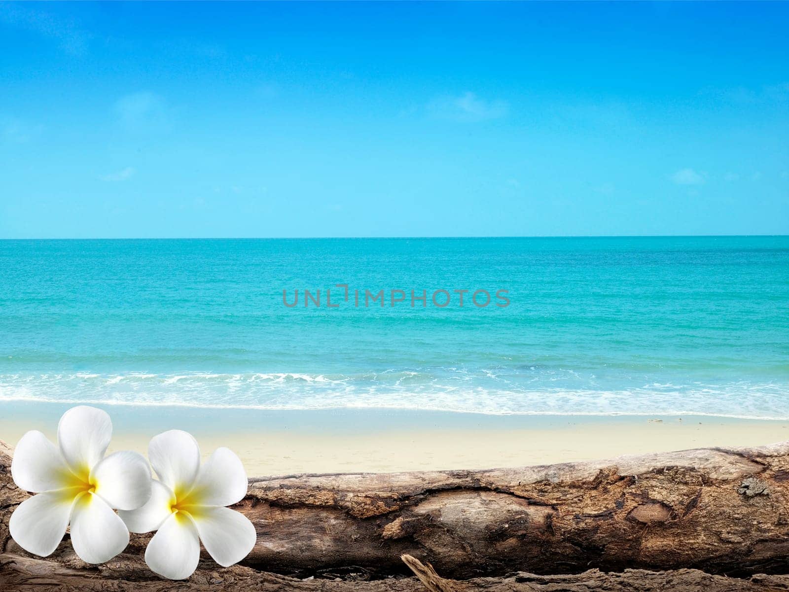 soft focus of Plumeria with white sand and beautiful blue sea over clear blue sky