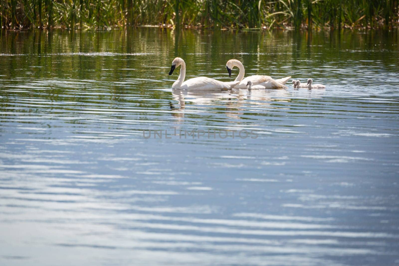 Family of Swan Swimming in the Water.