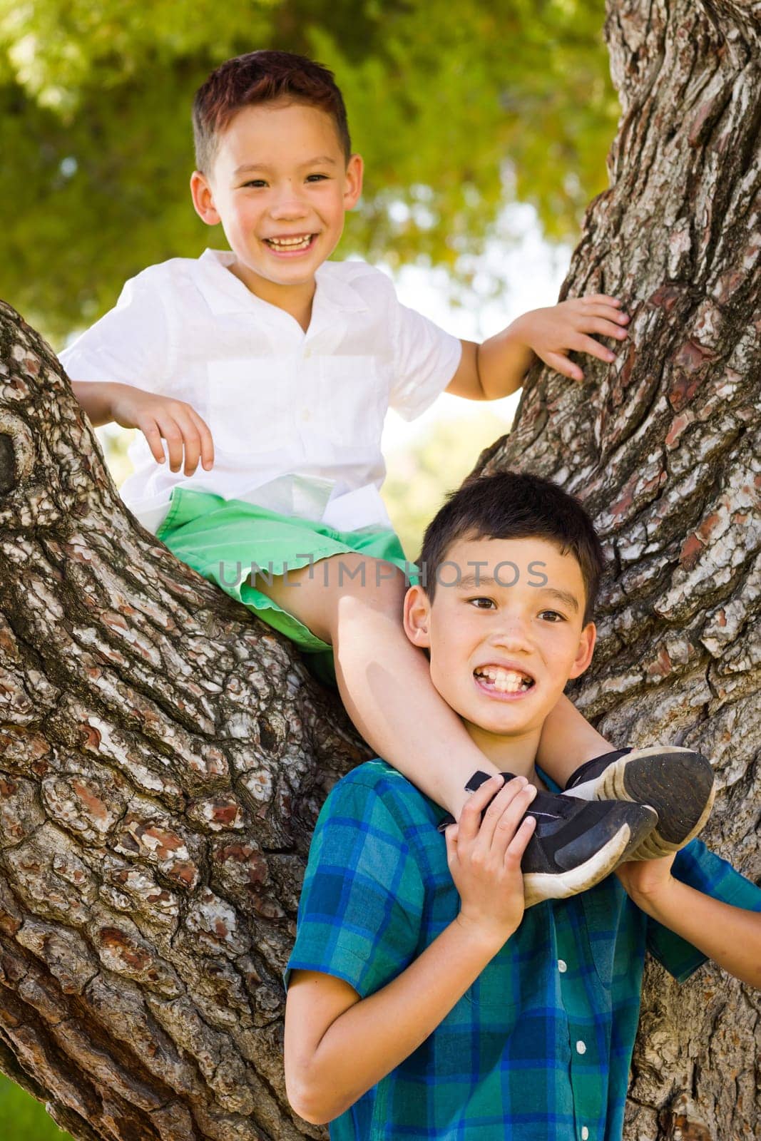 Outdoor portrait of biracial Chinese and Caucasian brothers having fun climbing a tree.