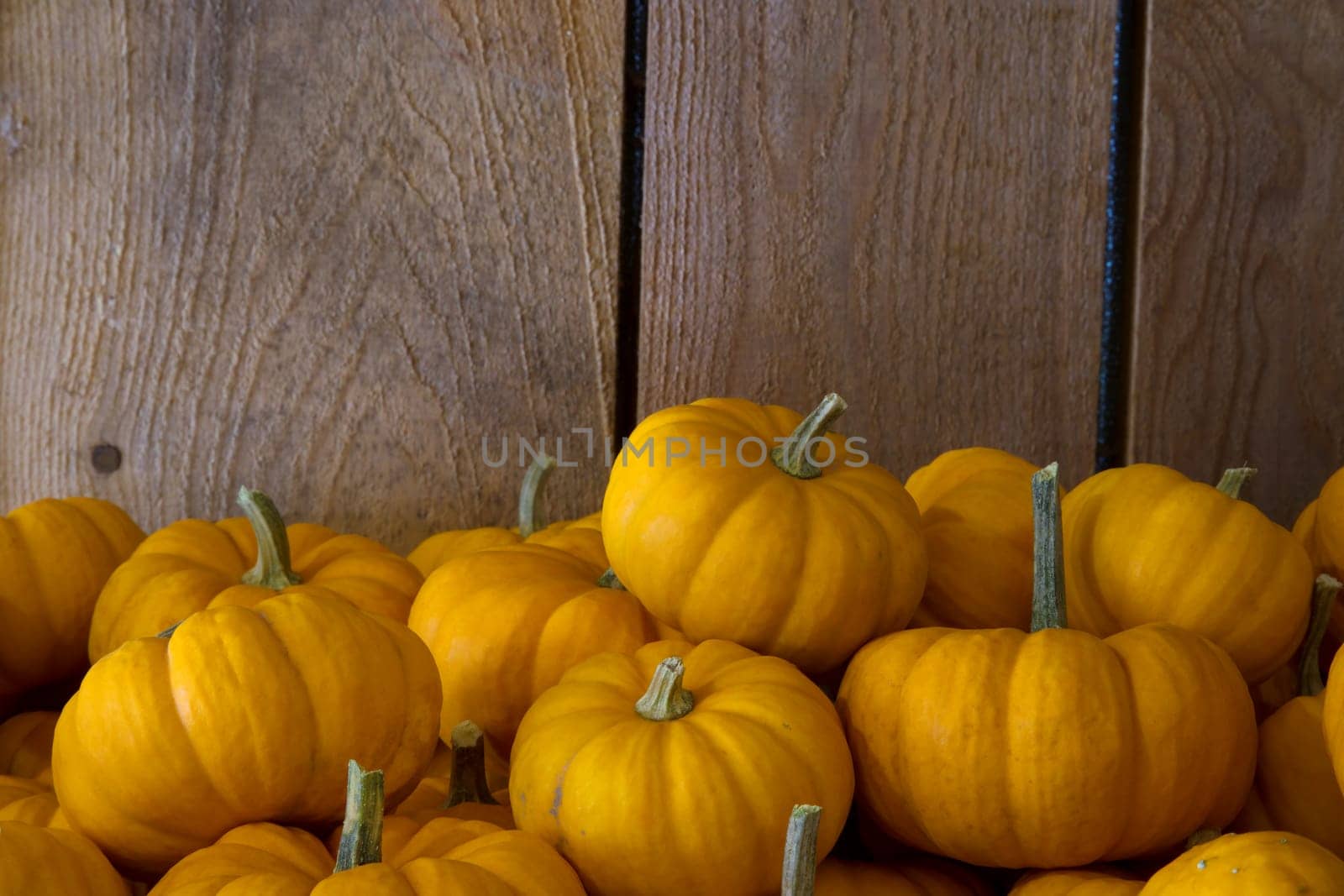 small pumpkins mini squash orange decorative food thanksgiving or halloween at agriculture market