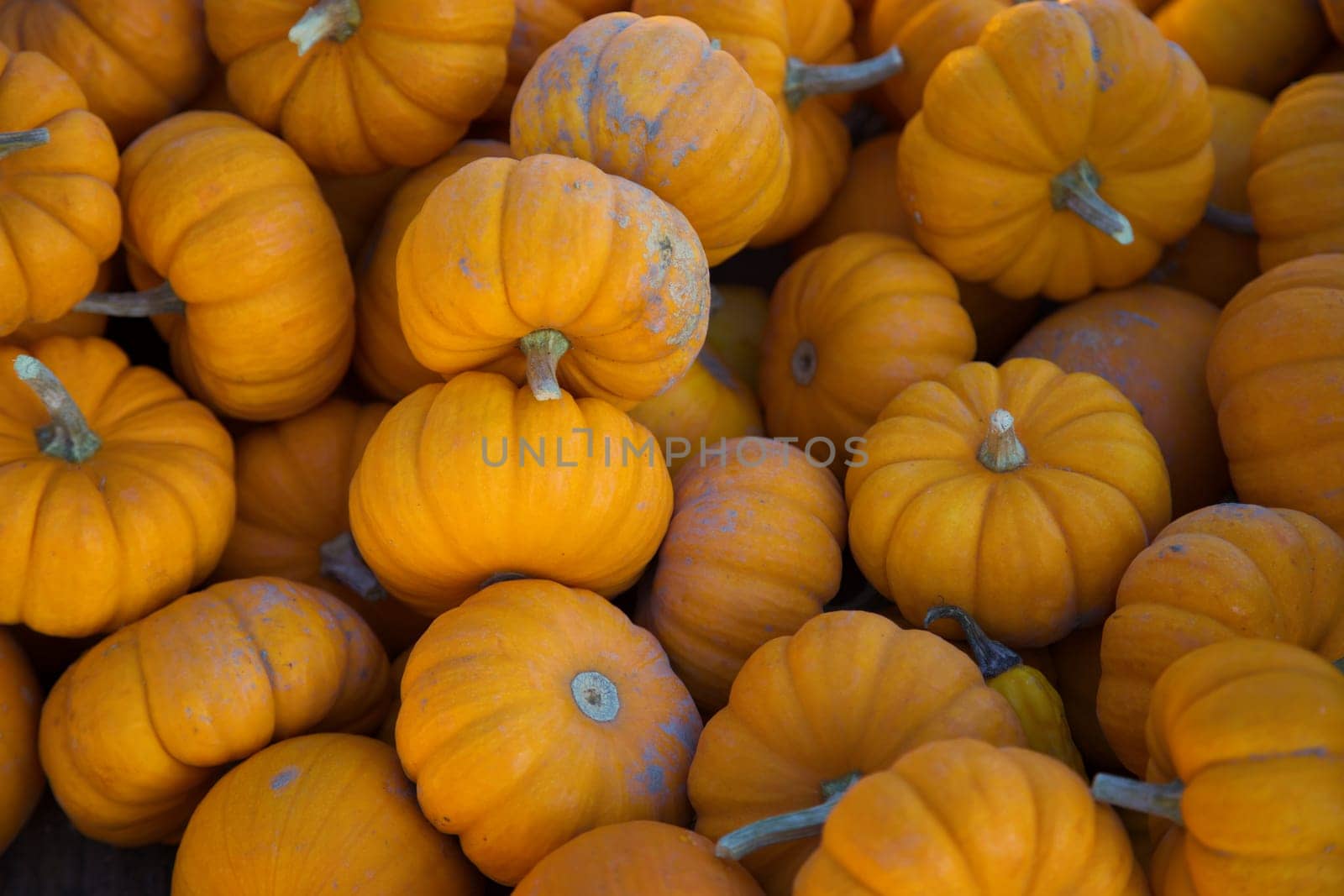 miniature pumpkins halloween decoration thanksgiving autumn harvesting full frame orange background